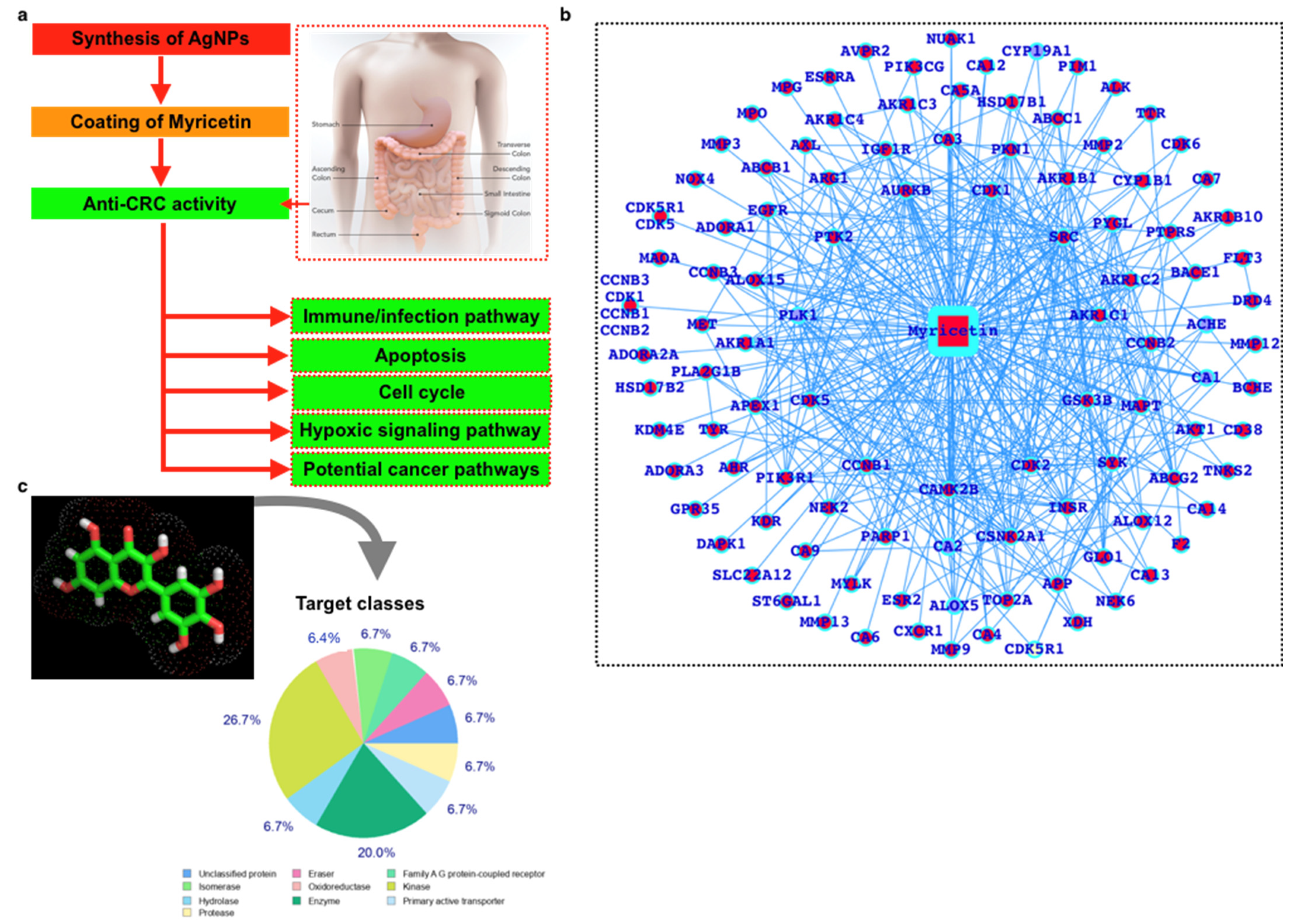 Synthesis of Silver Nano Particles Using Myricetin and the In 