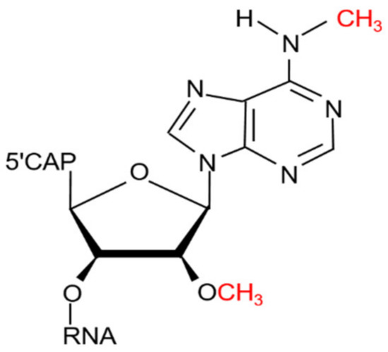 DLm6Am: A Deep-Learning-Based Tool for Identifying N6,2′-O