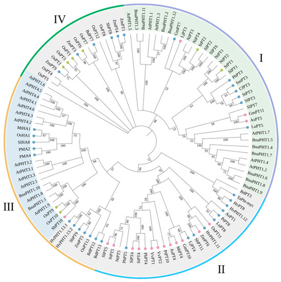 The Roles of Phosphorus and Nitrogen Nutrient Transporters in the ...