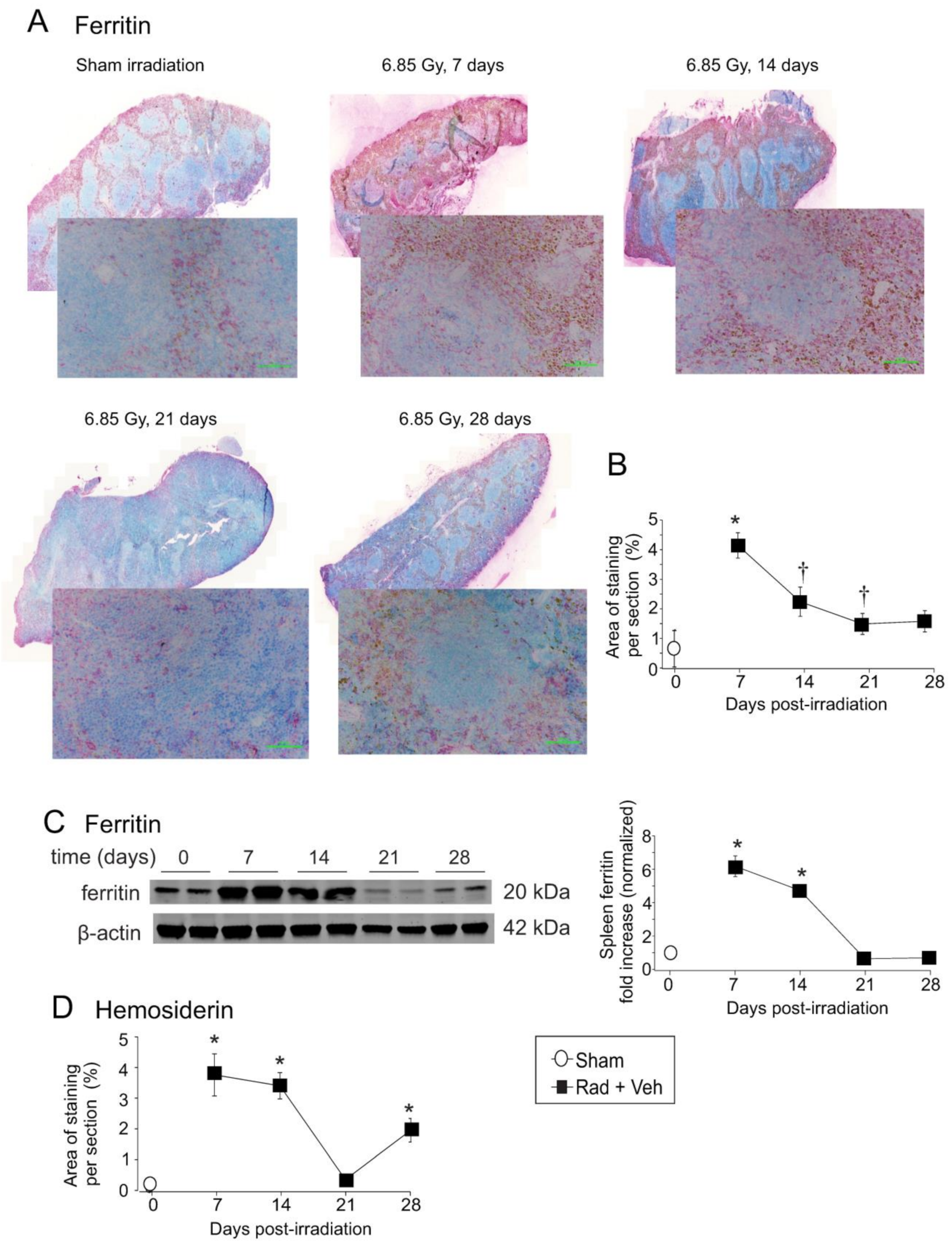 Ijms 23 11029 g005 Ijms 23 11029 g005