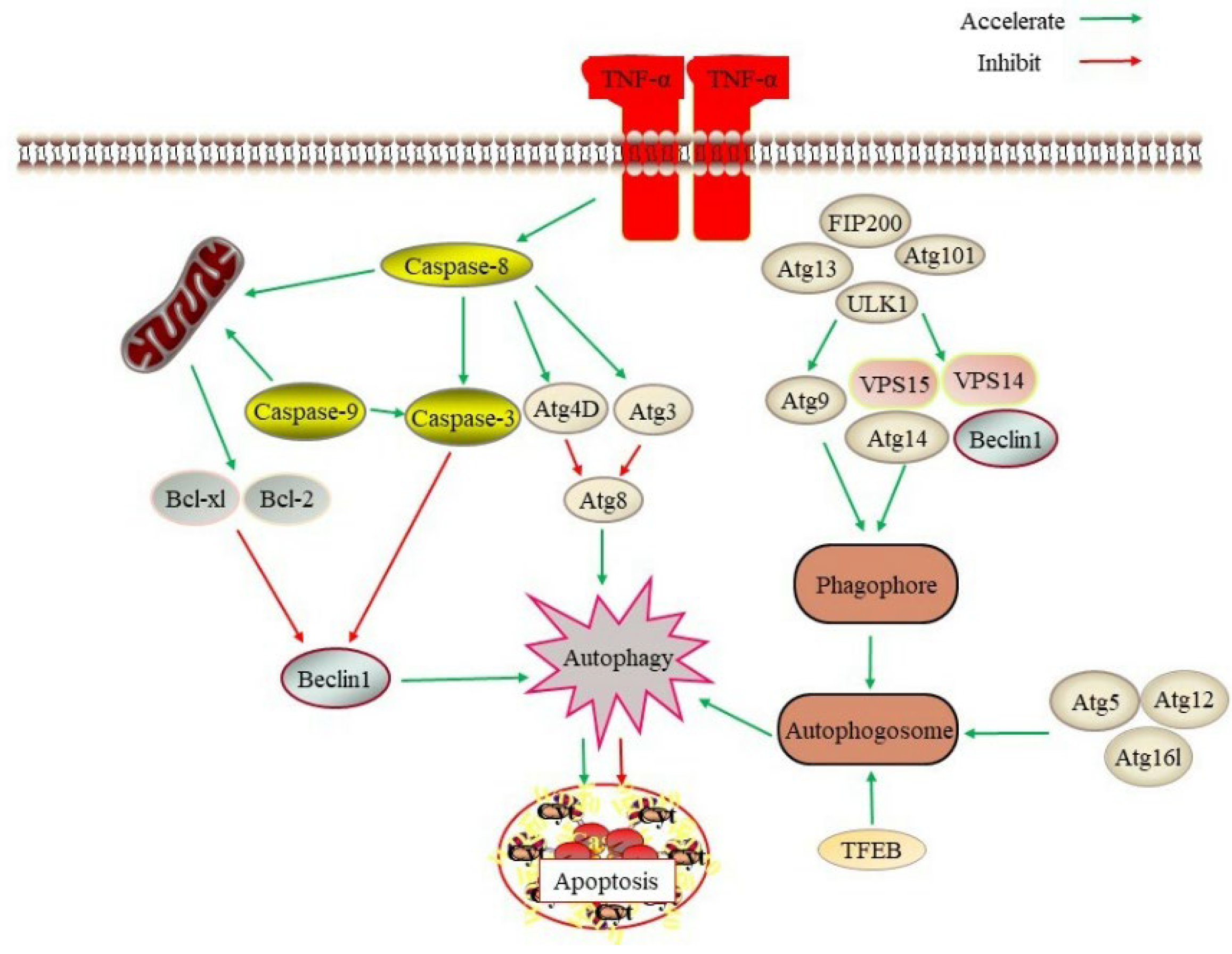 Ijms 23 11038 g001 Ijms 23 11038 g001