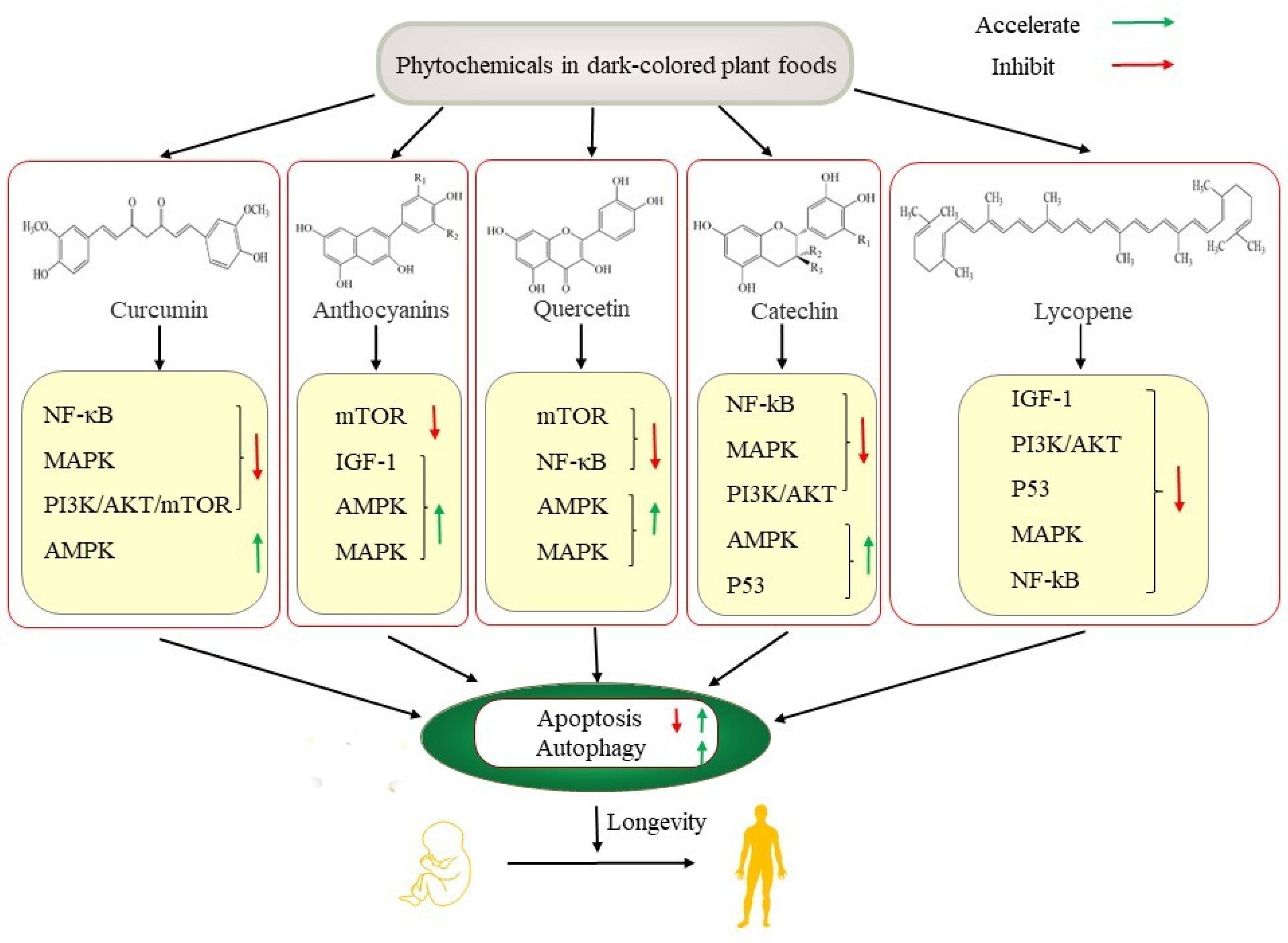 Ijms 23 11038 g003 Ijms 23 11038 g003