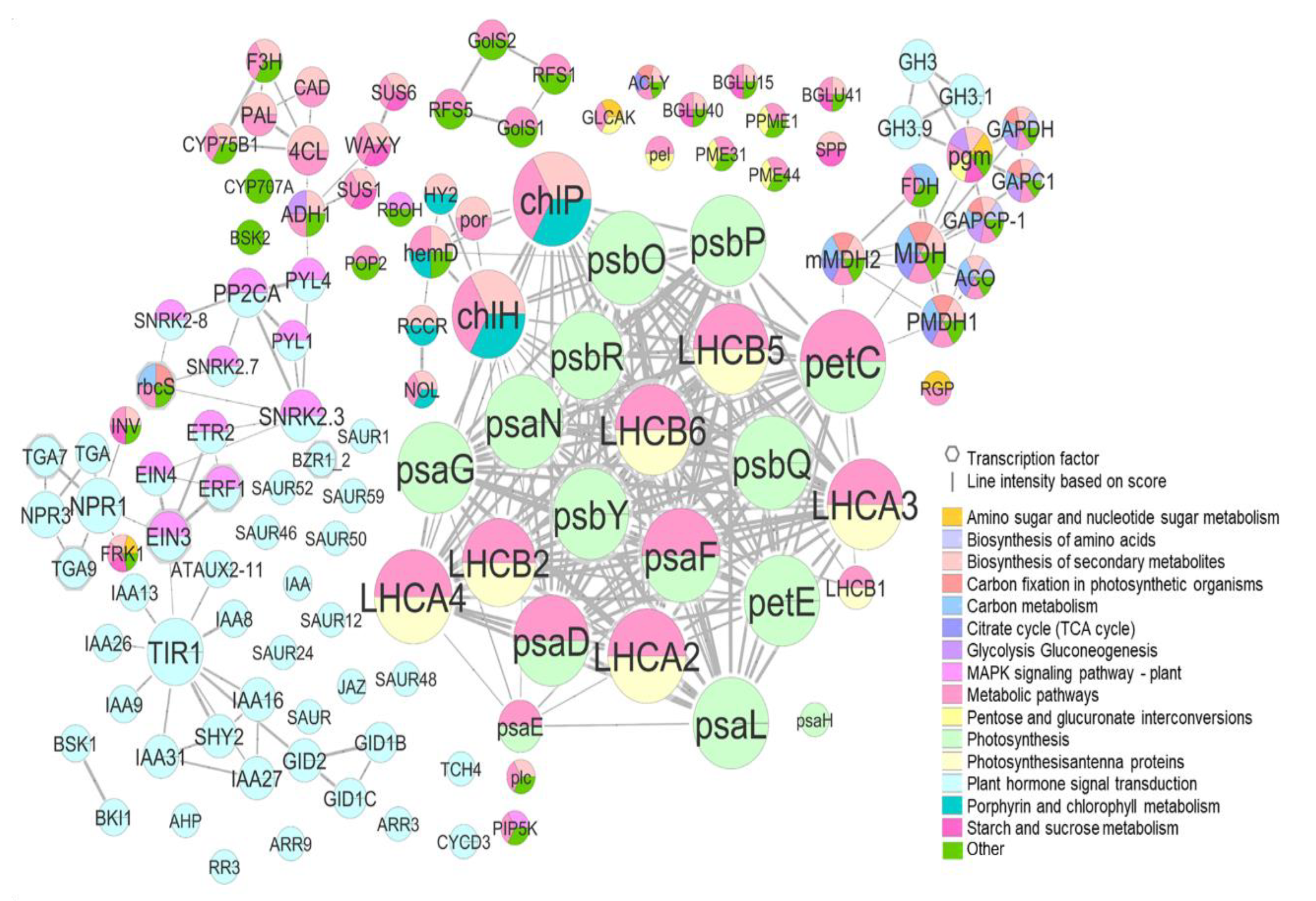 Ijms 23 11045 g006 Ijms 23 11045 g006