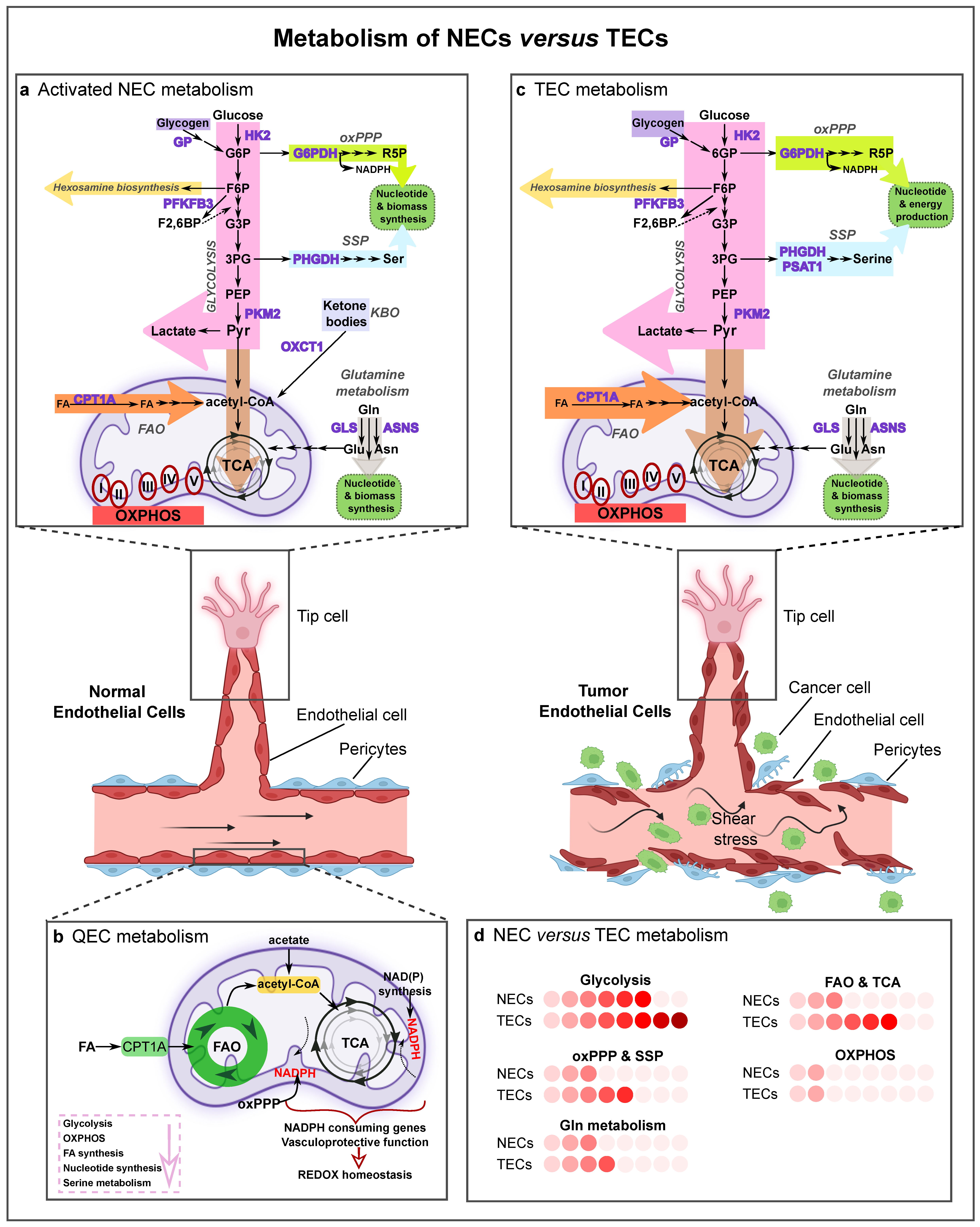 Ijms 23 11052 g002 Ijms 23 11052 g002
