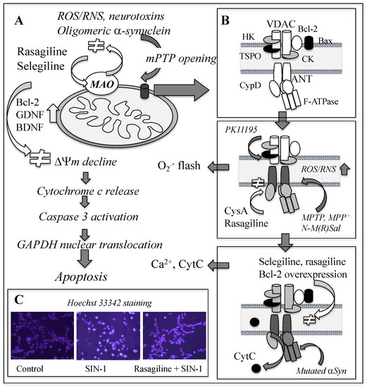 gabapentin and selegiline