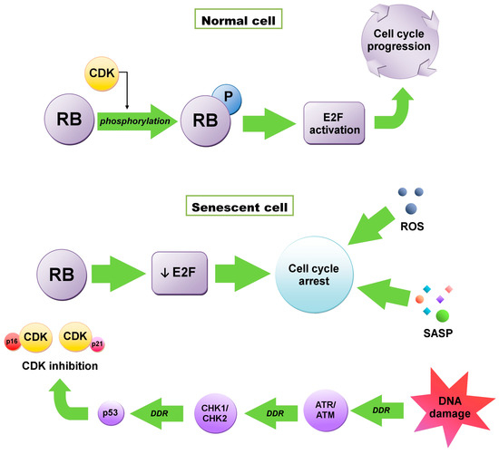 Senescence of Tumor Cells in Anticancer Therapy ... Biology Diagrams