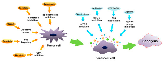 Senescence of Tumor Cells in Anticancer Therapy—Beneficial and ...