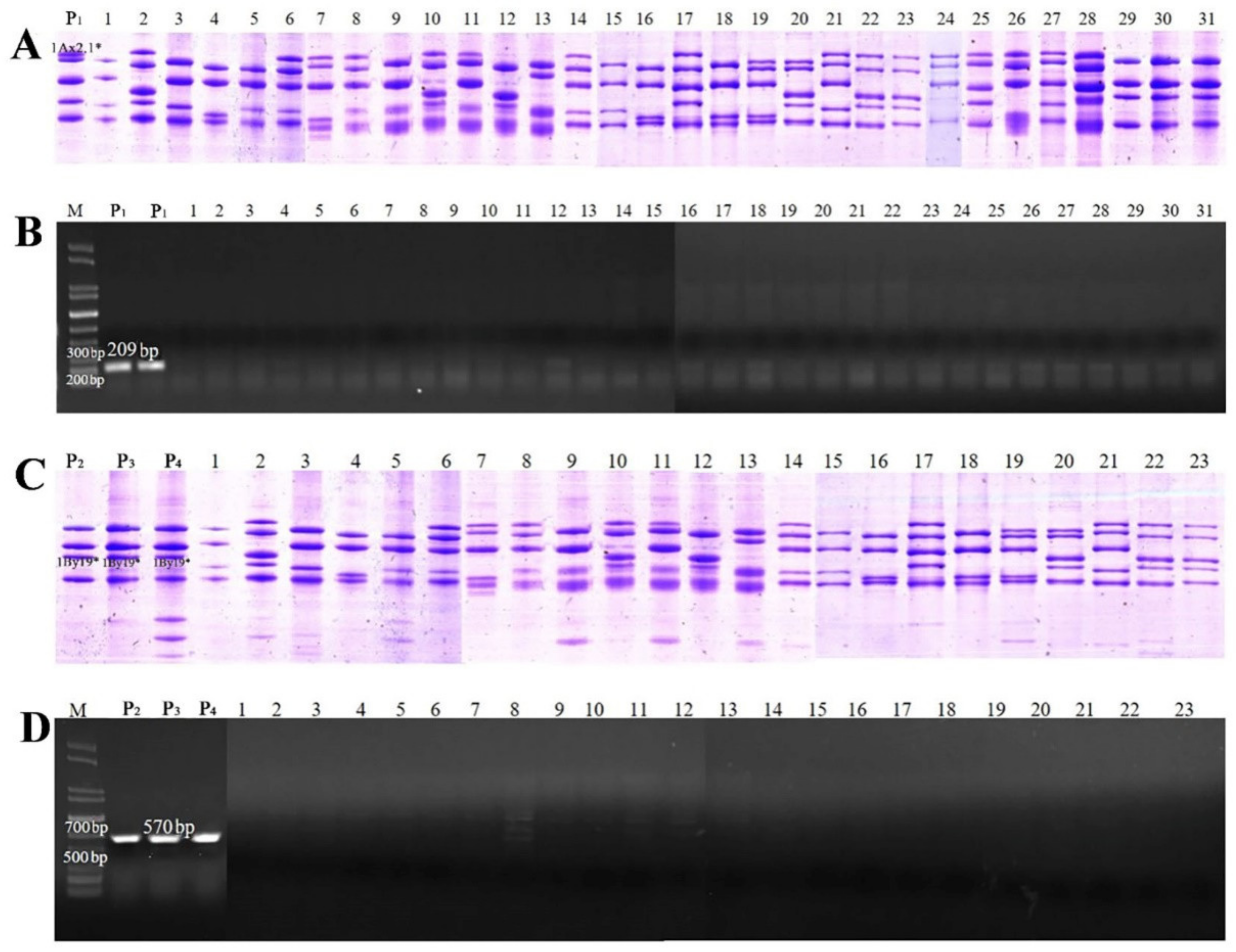 Ijms 23 11104 g006 Ijms 23 11104 g006