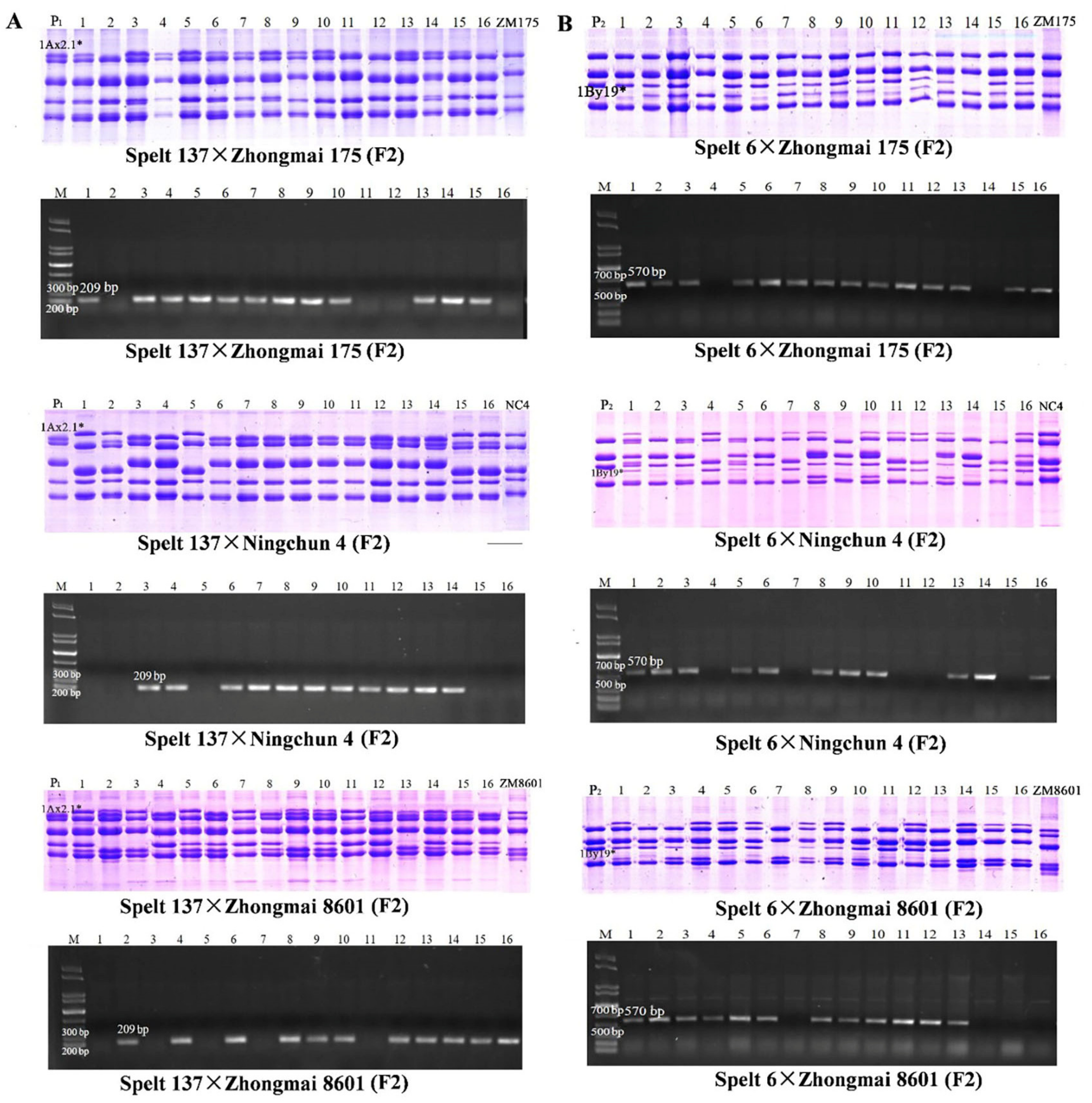 Ijms 23 11104 g007 Ijms 23 11104 g007