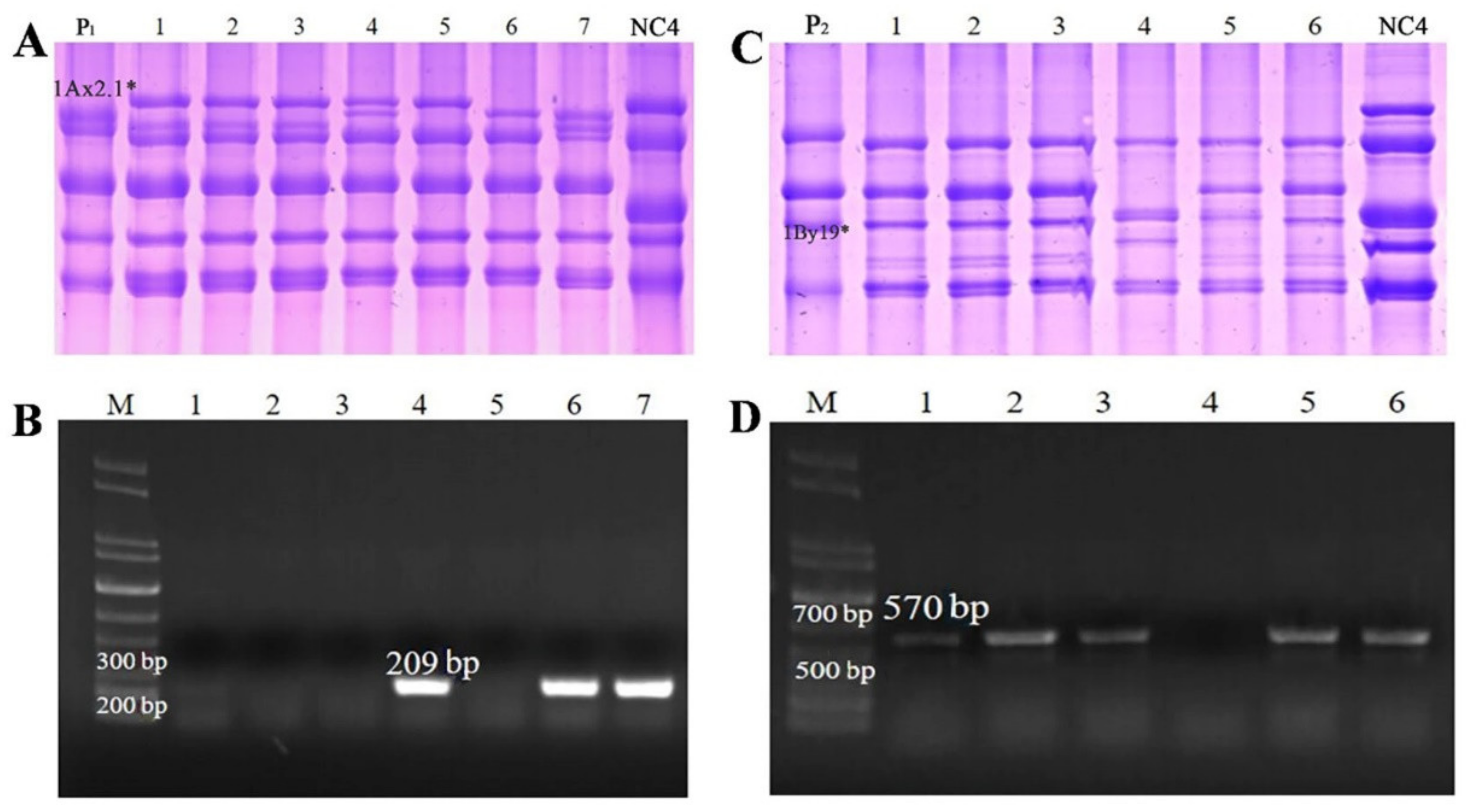 Ijms 23 11104 g008 Ijms 23 11104 g008
