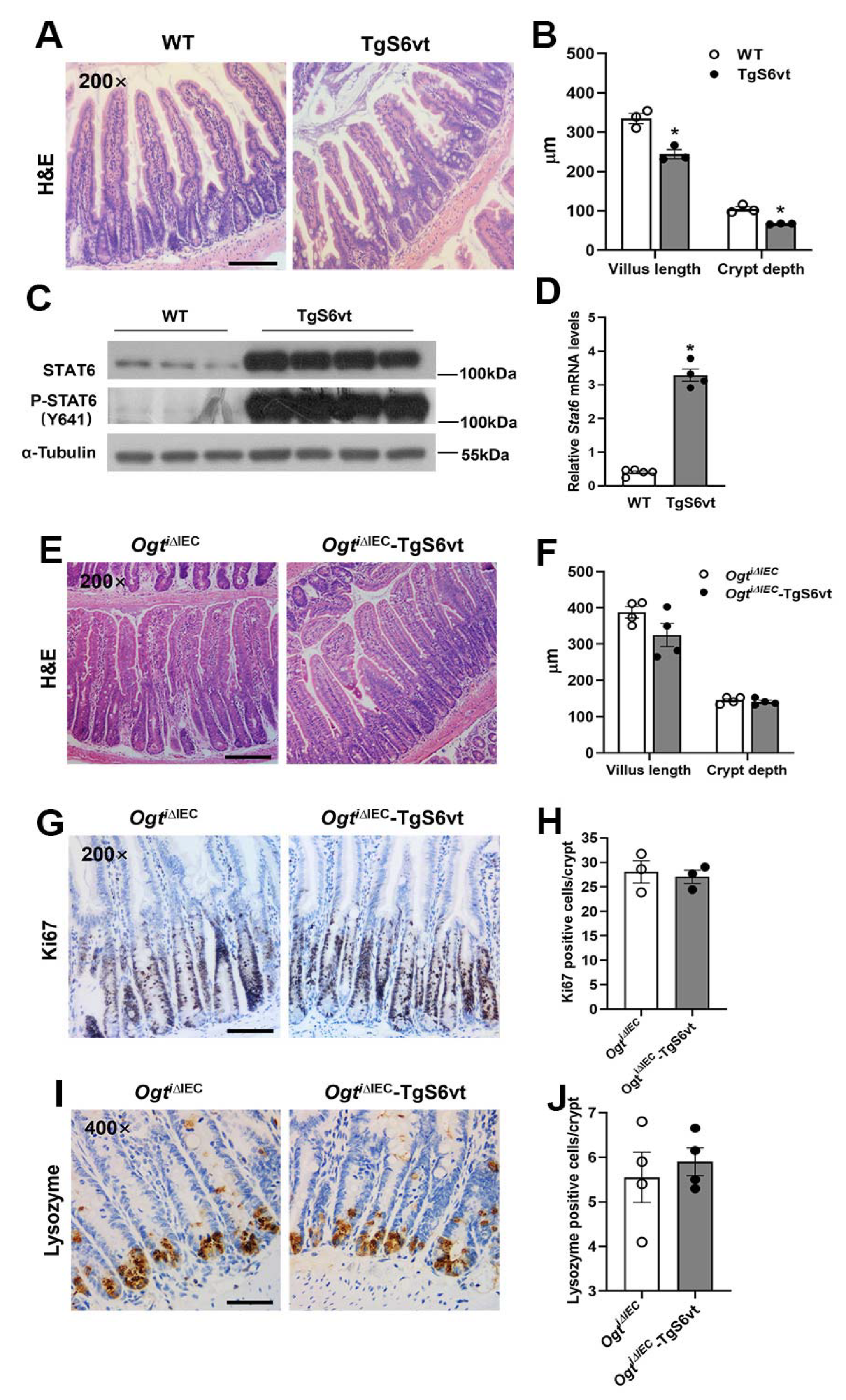 Ijms 23 11137 g004 Ijms 23 11137 g004