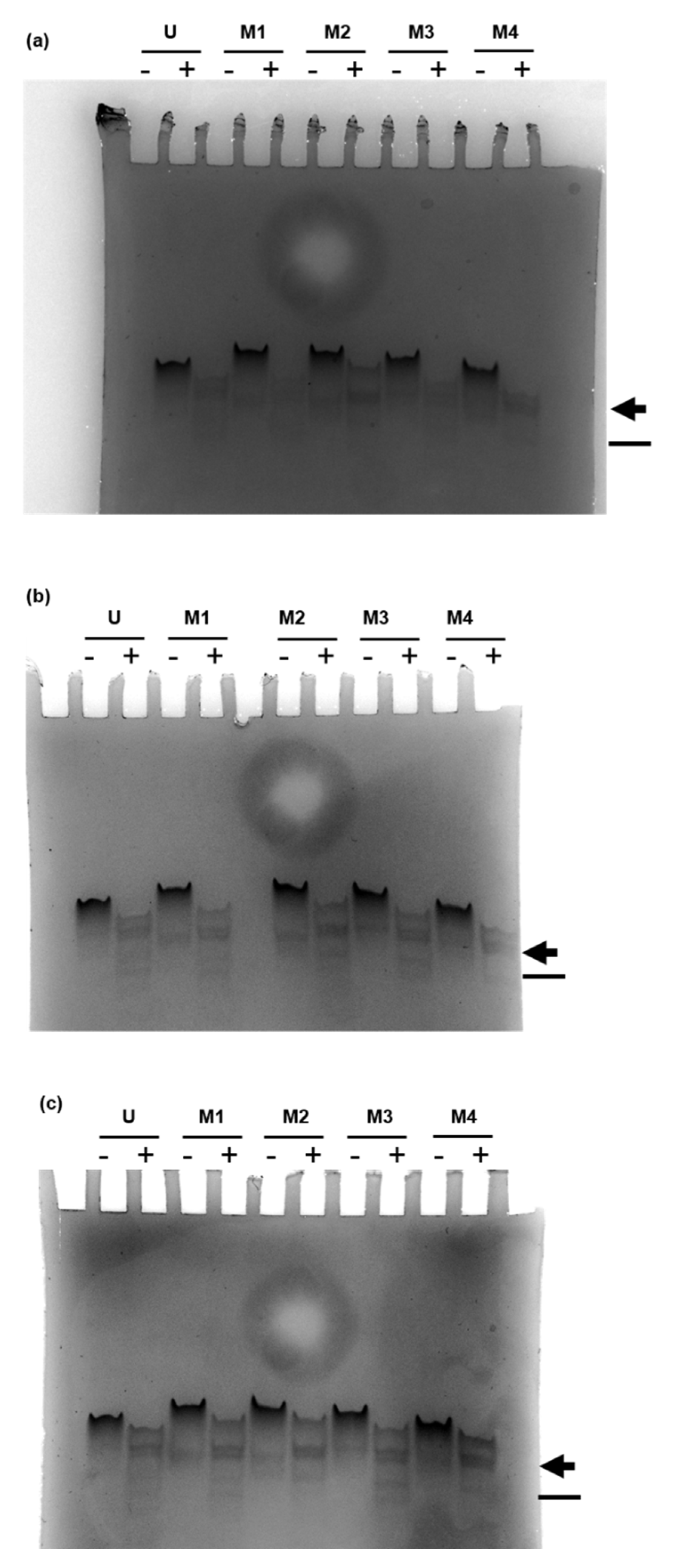 Ijms 23 11139 g0a1 Ijms 23 11139 g0a1