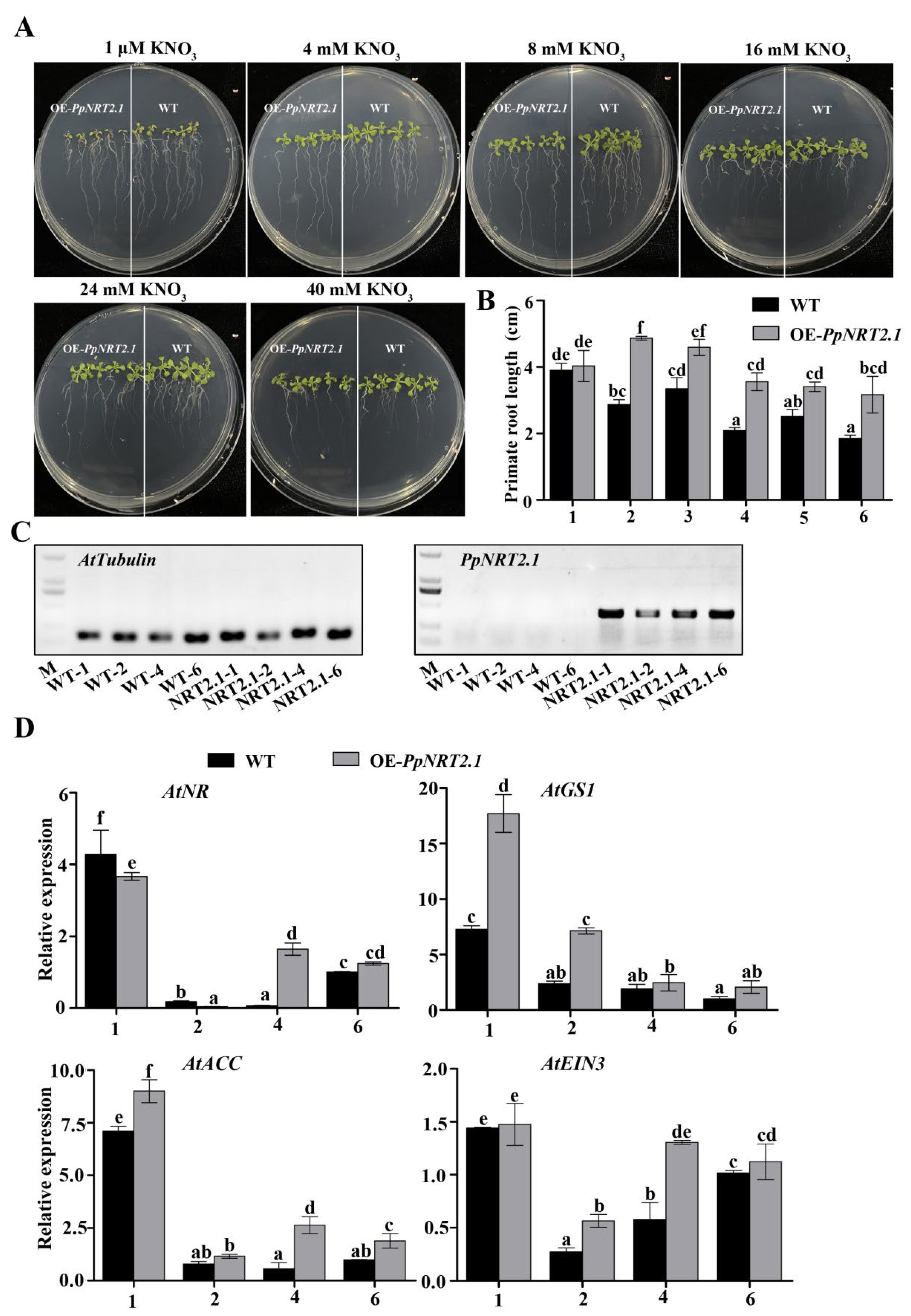 Ijms 23 11144 g008 Ijms 23 11144 g008