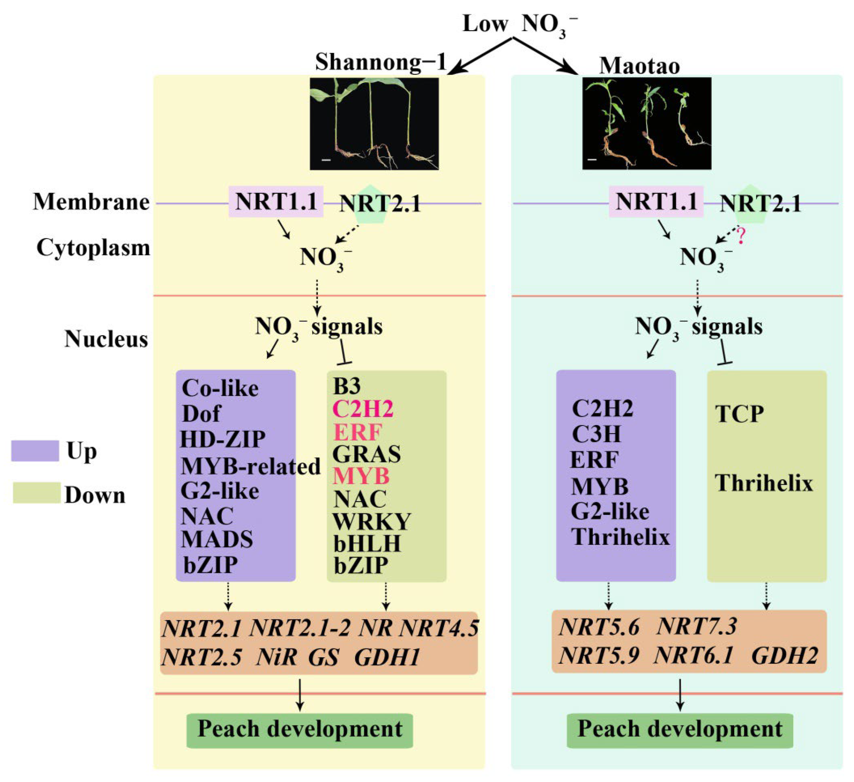 Ijms 23 11144 g010 Ijms 23 11144 g010