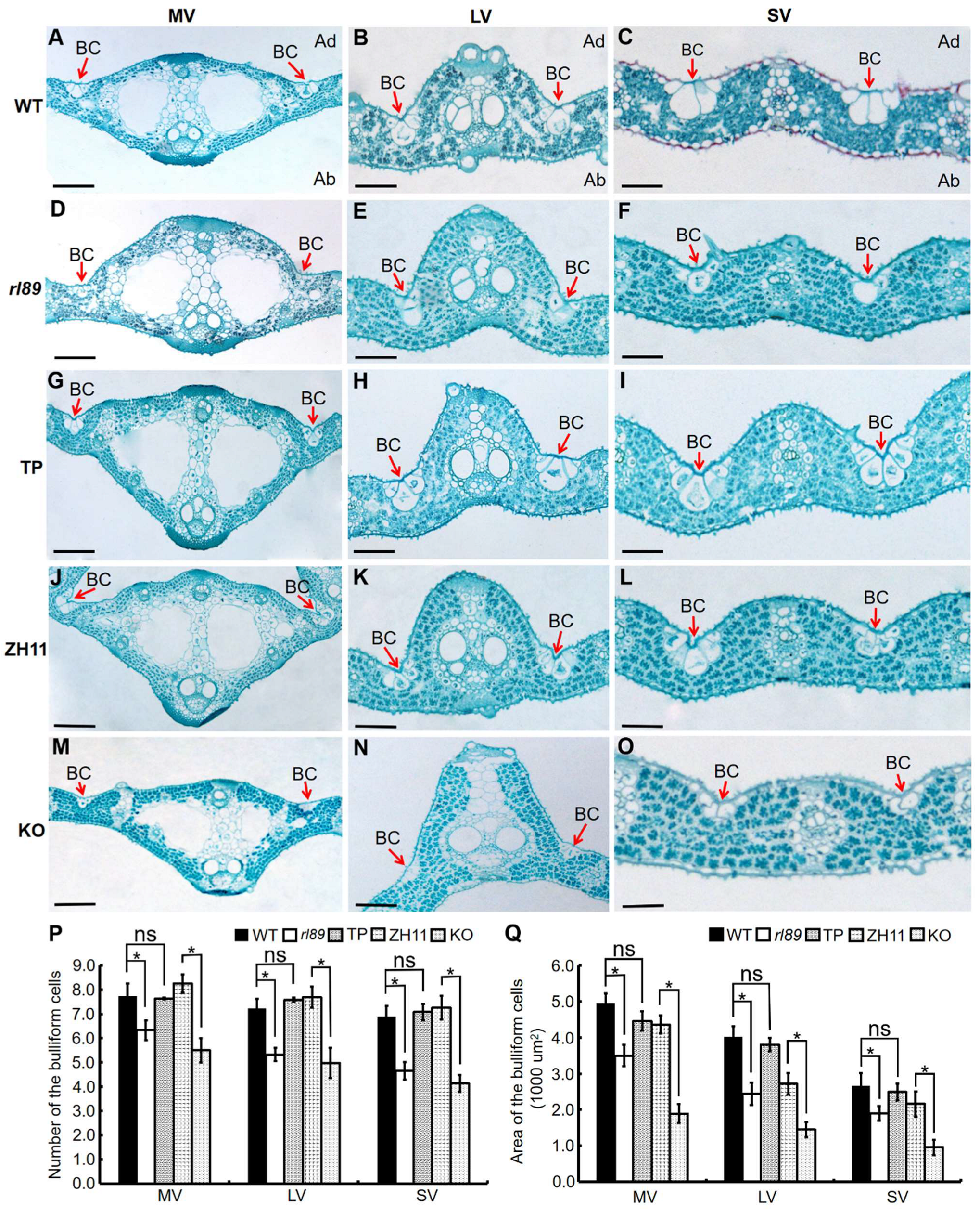 Ijms 23 11147 g002 Ijms 23 11147 g002
