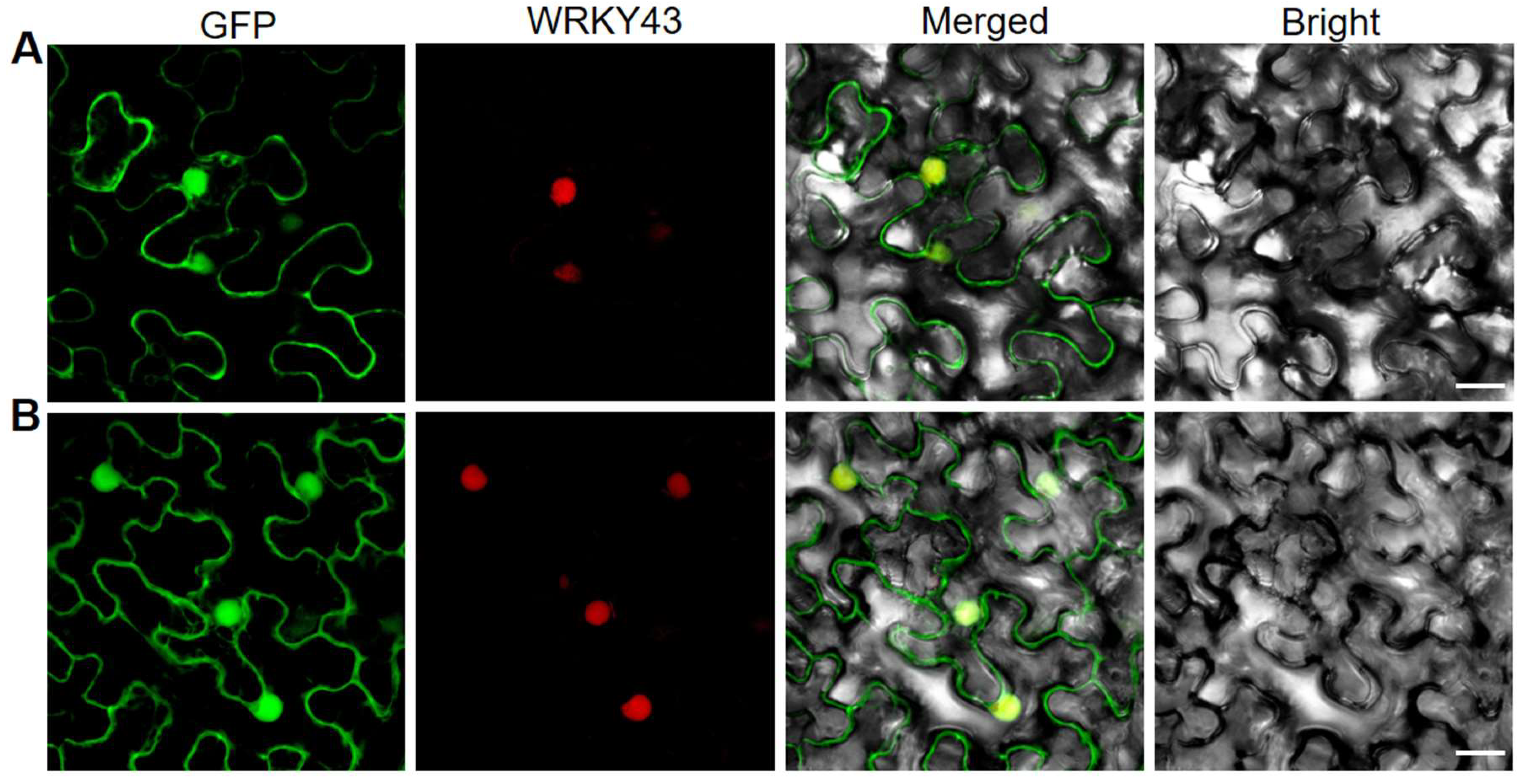 Ijms 23 11147 g005 Ijms 23 11147 g005