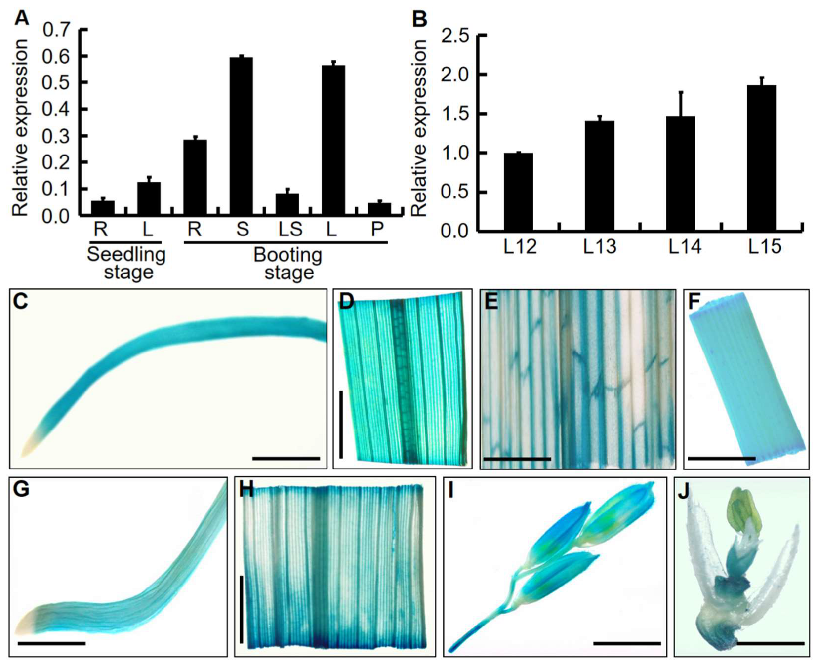 Ijms 23 11147 g006 Ijms 23 11147 g006