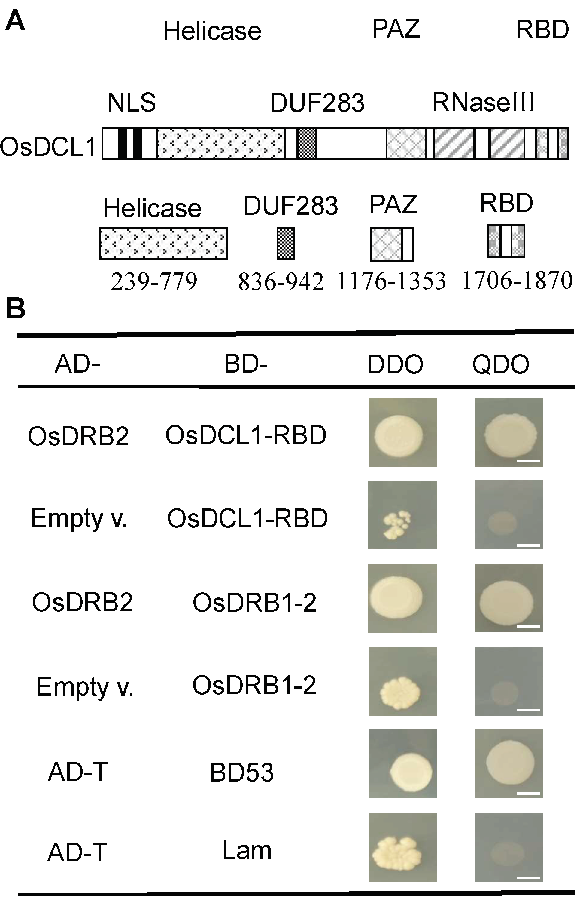 Ijms 23 11147 g007 Ijms 23 11147 g007