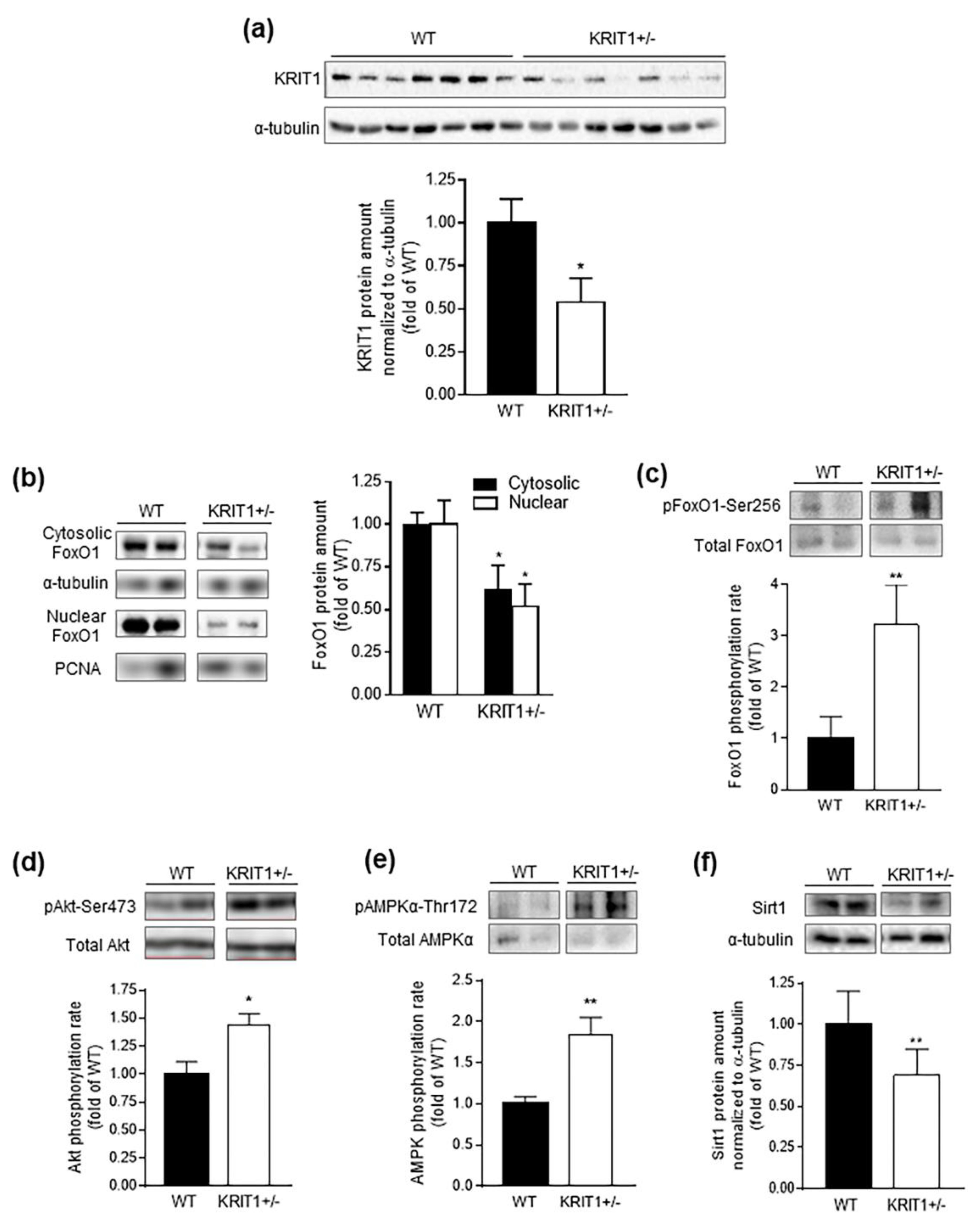 Ijms 23 11151 g002 Ijms 23 11151 g002