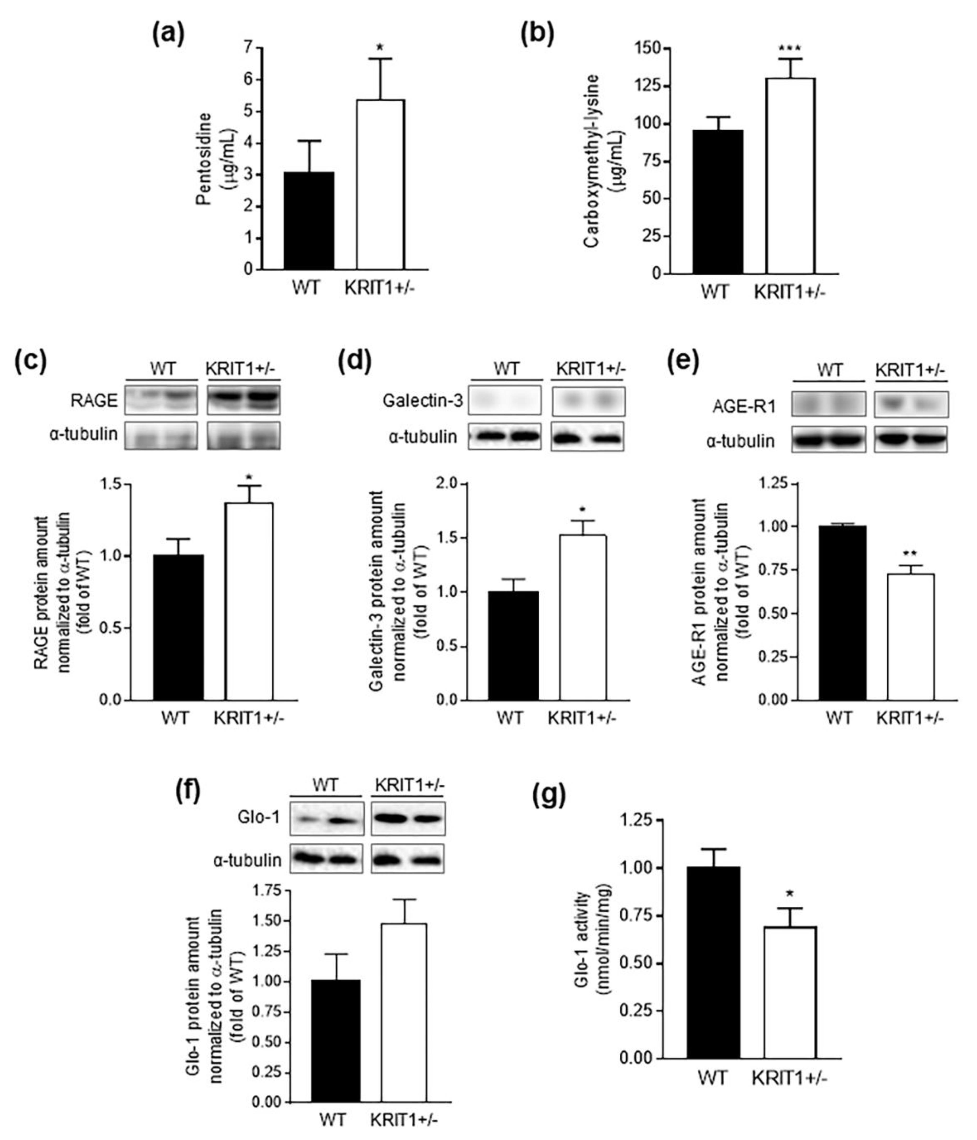 Ijms 23 11151 g006 Ijms 23 11151 g006