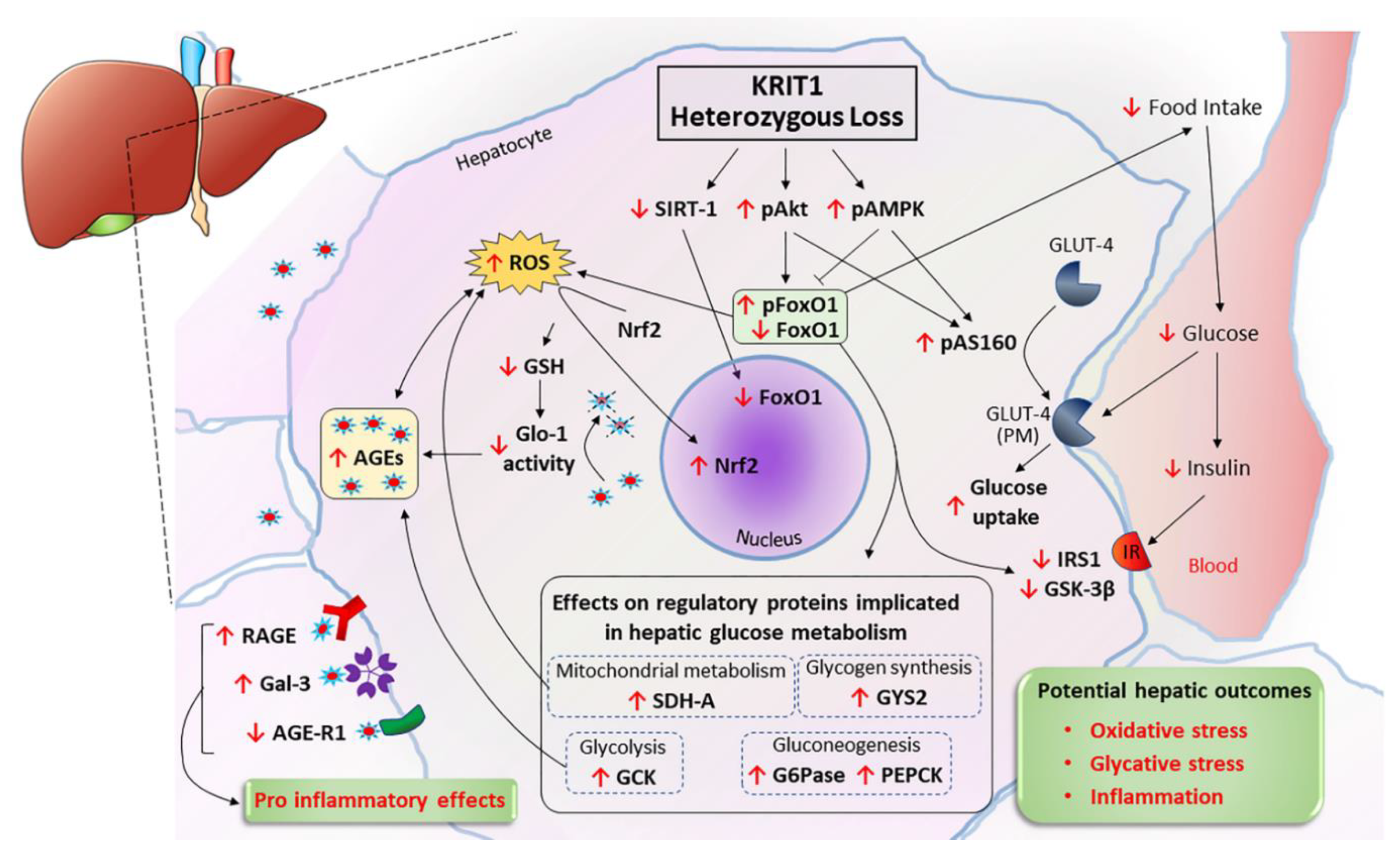 Ijms 23 11151 g008 Ijms 23 11151 g008
