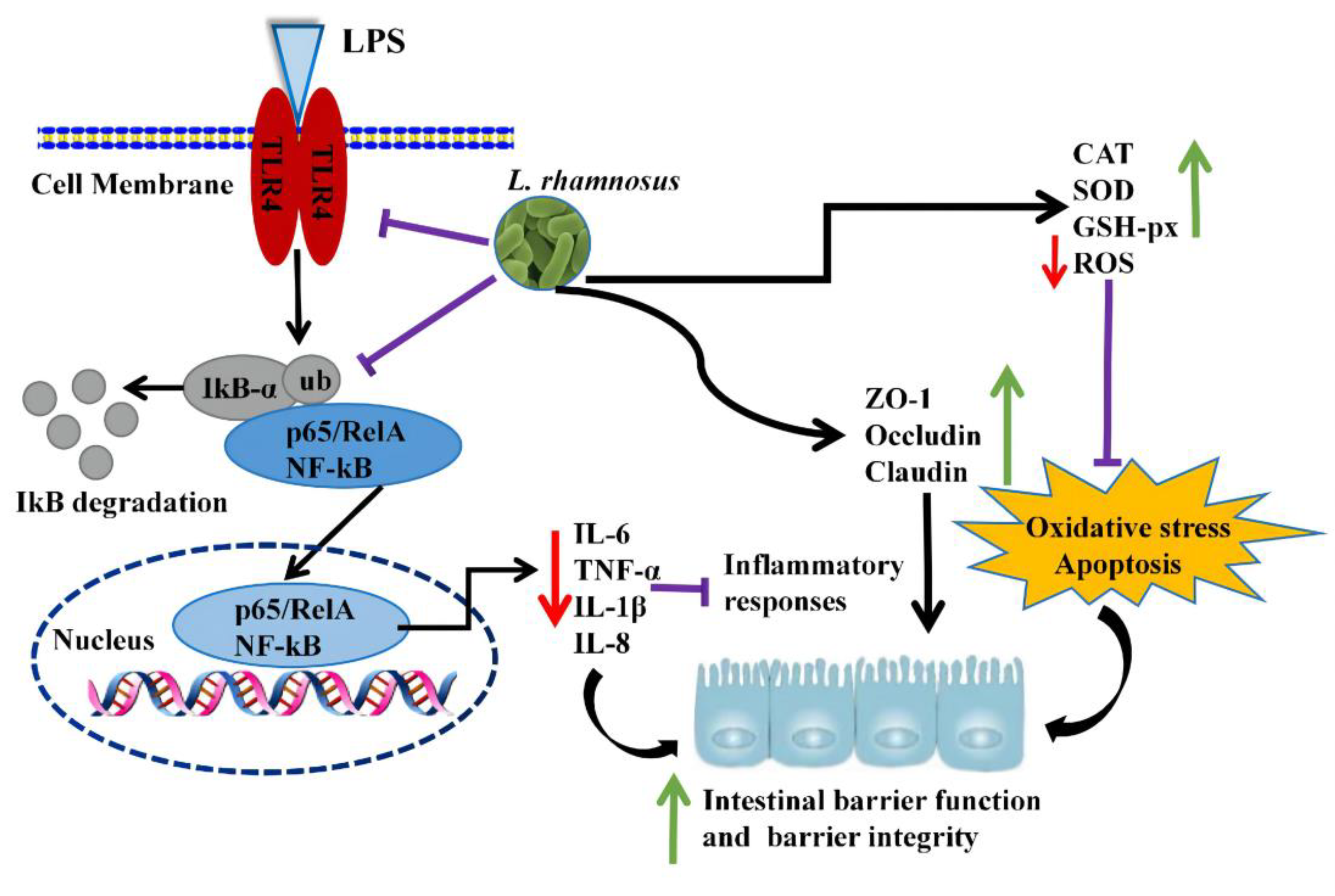 Ijms 23 11162 g008 Ijms 23 11162 g008