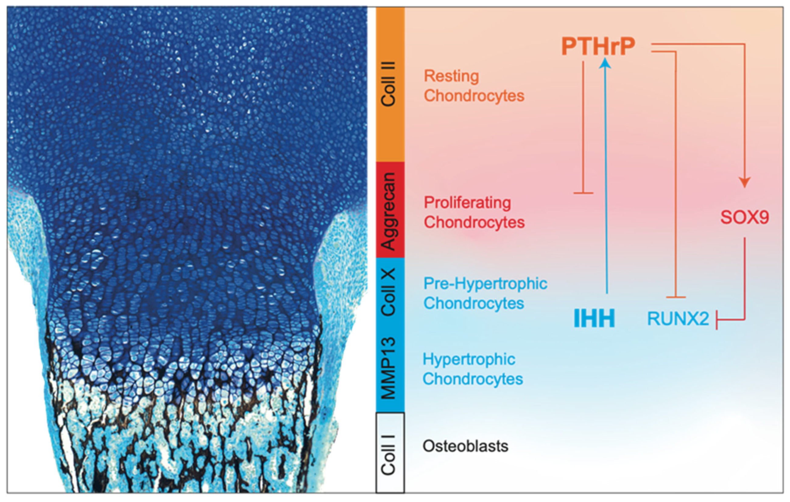Ijms 23 11168 g004 Ijms 23 11168 g004