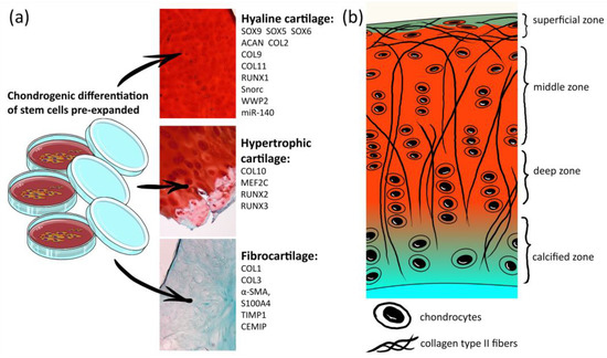 Strategies to Convert Cells into Hyaline ... Biology Diagrams