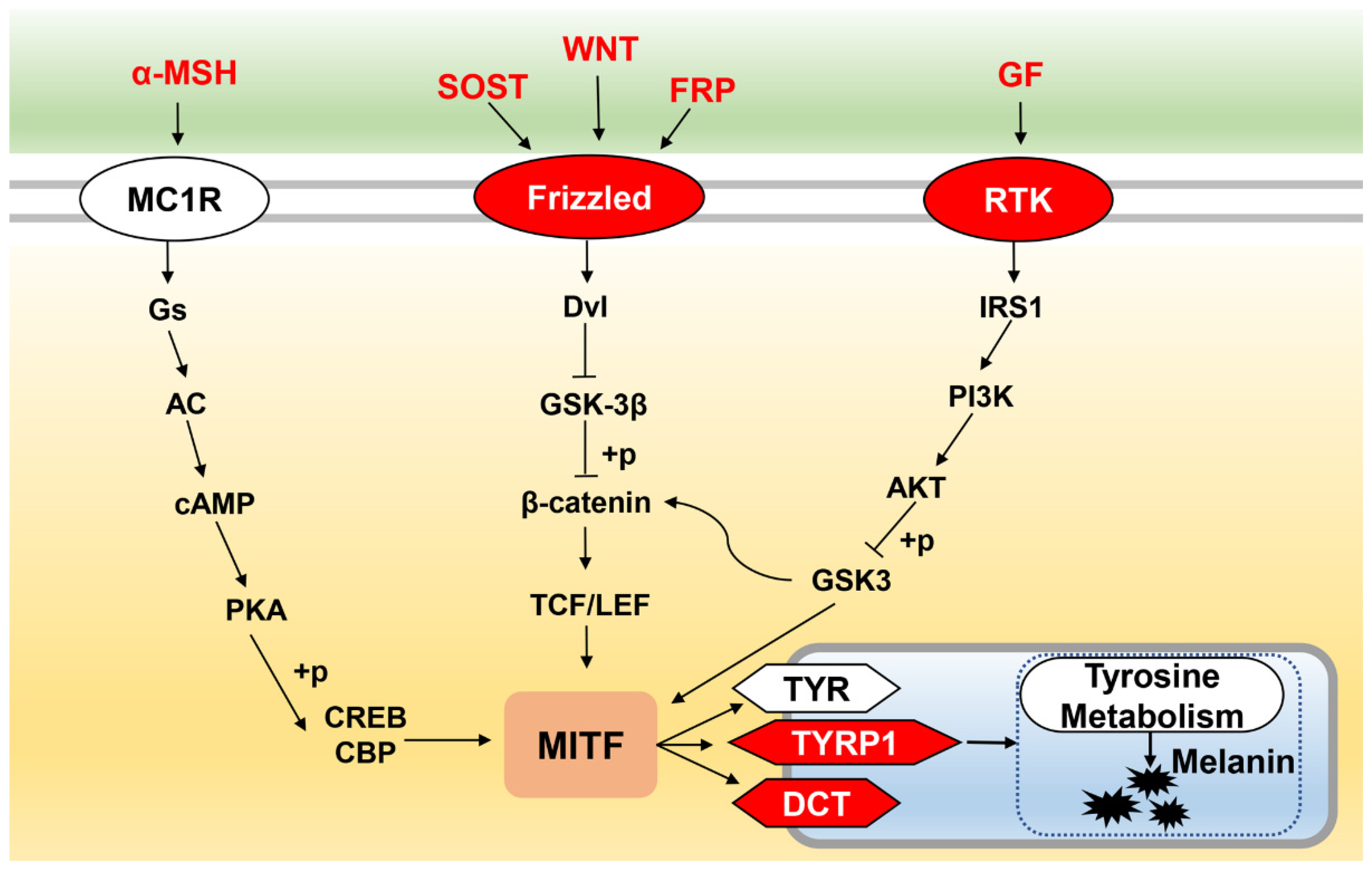Ijms 23 11186 g008 Ijms 23 11186 g008