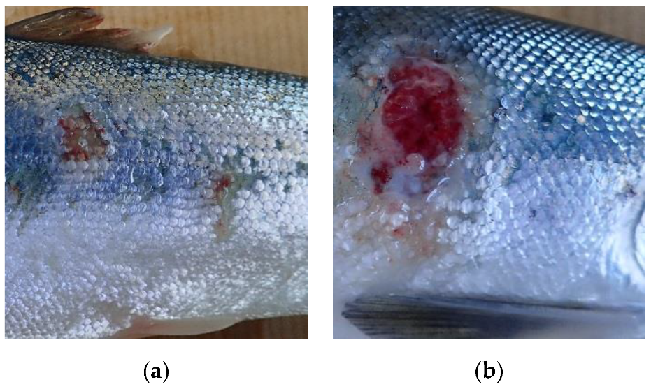 Ijms 23 11200 g005 Ijms 23 11200 g005