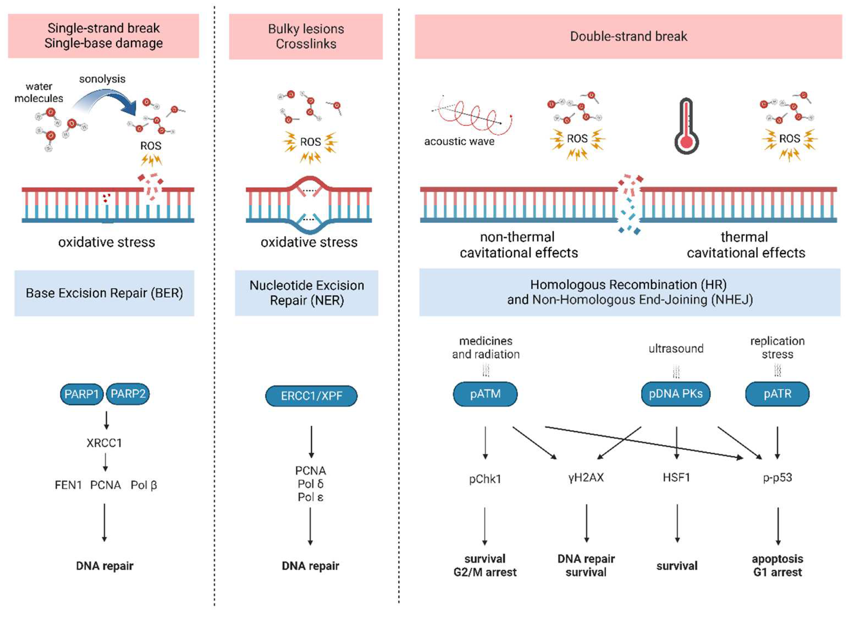 Ultrasound Mediated Drug Delivery Sonoporation Mechanisms 49 OFF ultrasound-mediated-drug-delivery-sonoporation-mechanisms-49-off