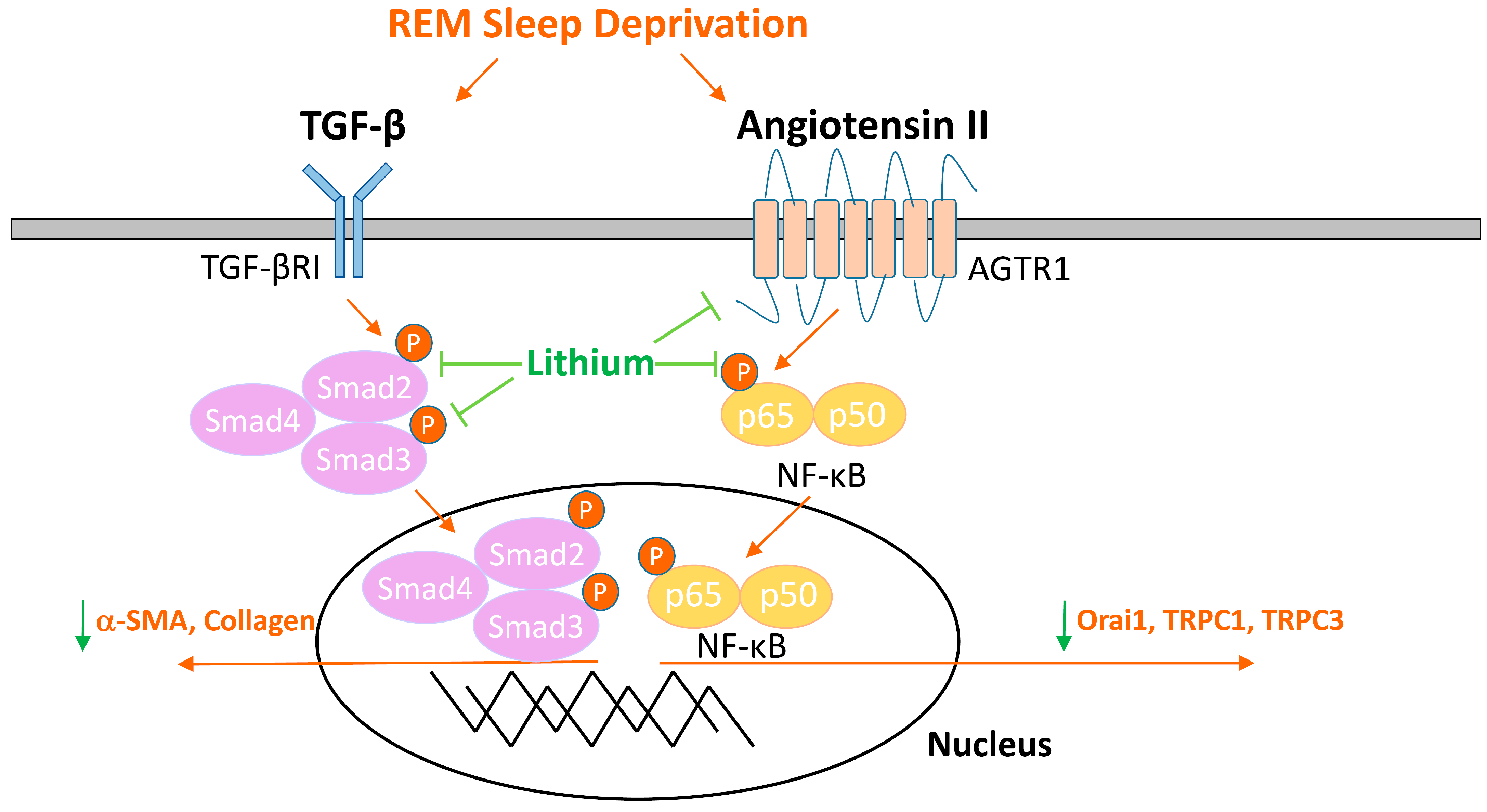 Ijms 23 11226 g006 Ijms 23 11226 g006
