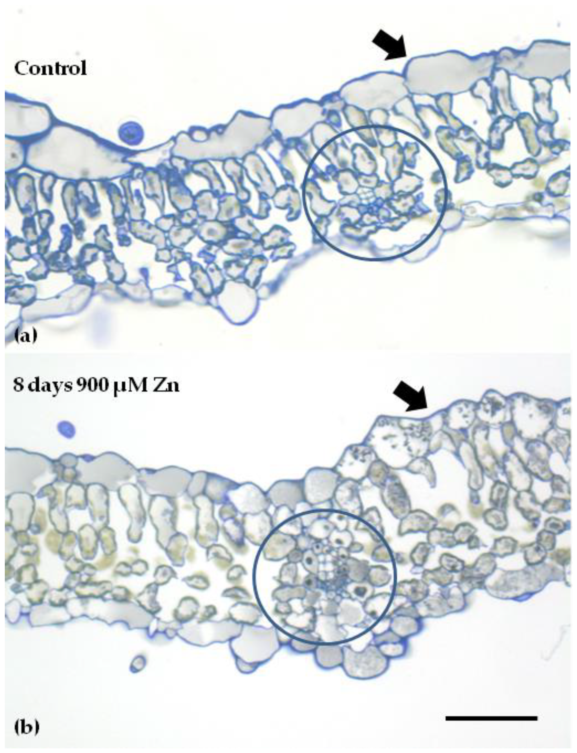 Ijms 23 11232 g009 Ijms 23 11232 g009