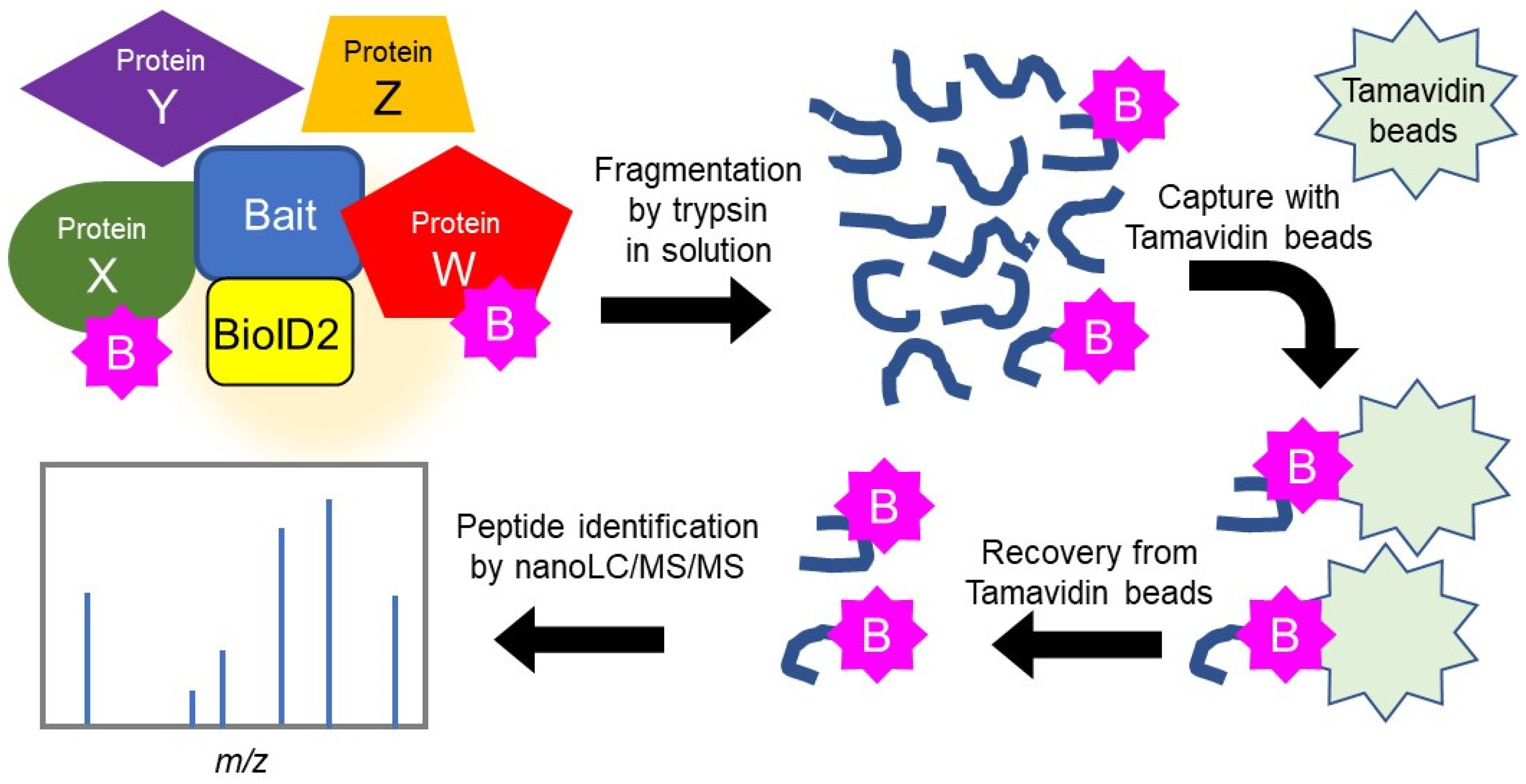 MYPROTEIN - genkibasuke TRIM52 inhibits Japanese Encephalitis Virus replication by