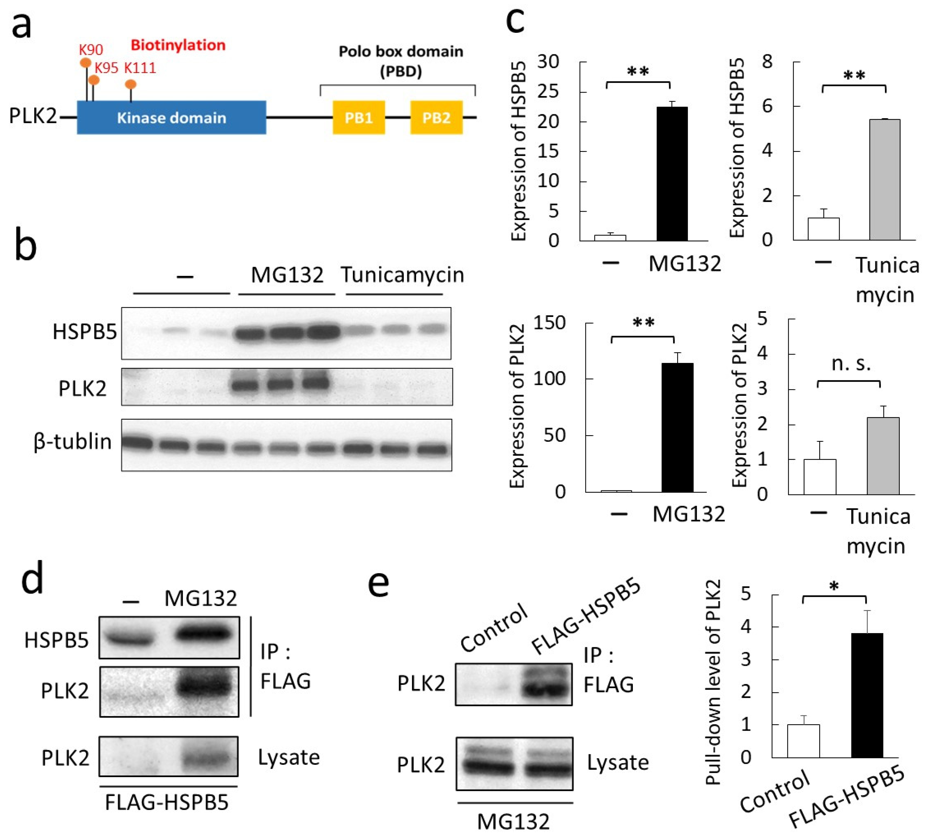 MYPROTEIN - genkibasuke TRIM52 inhibits Japanese Encephalitis Virus replication by