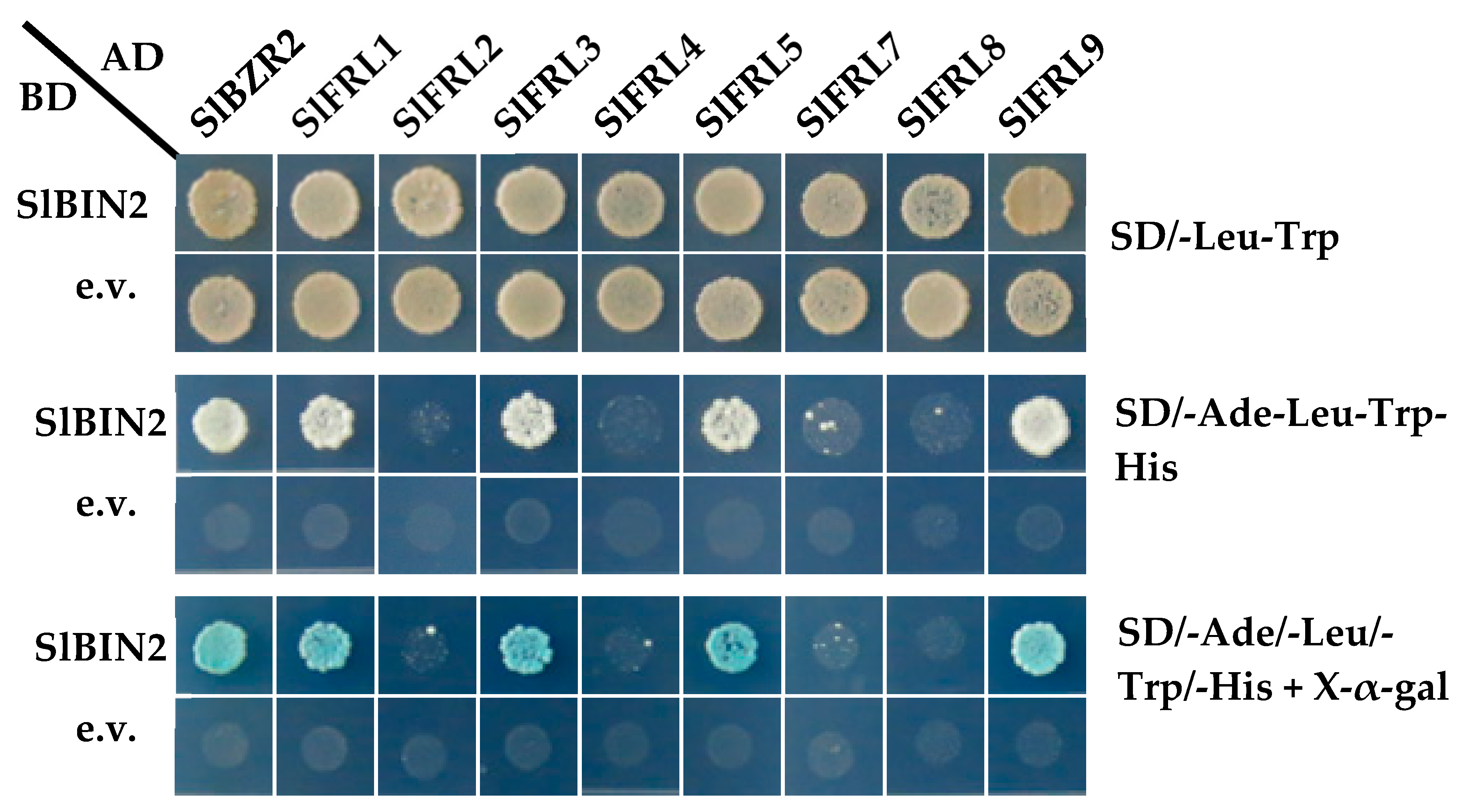 Ijms 23 11264 g002 Ijms 23 11264 g002