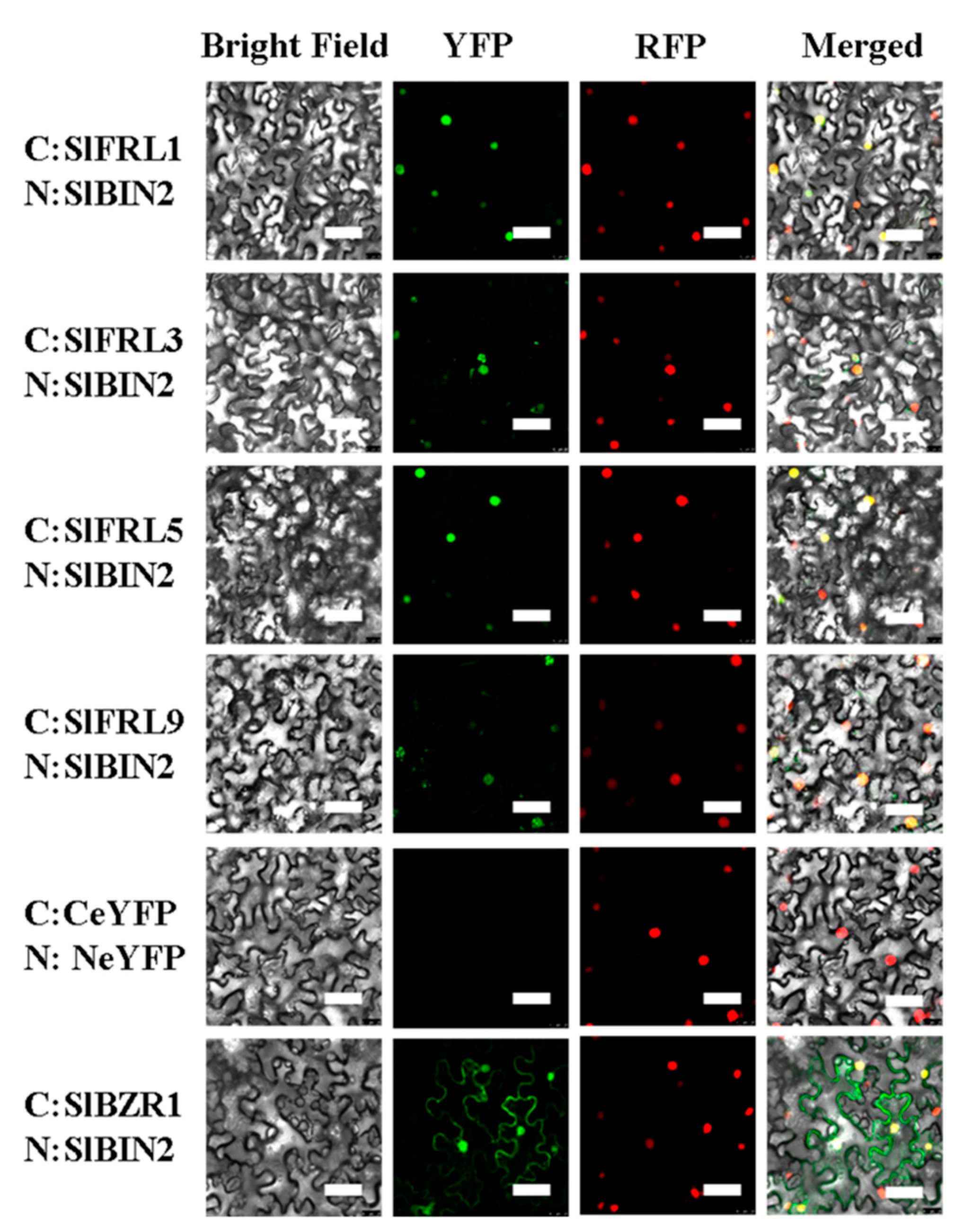 Ijms 23 11264 g003 Ijms 23 11264 g003
