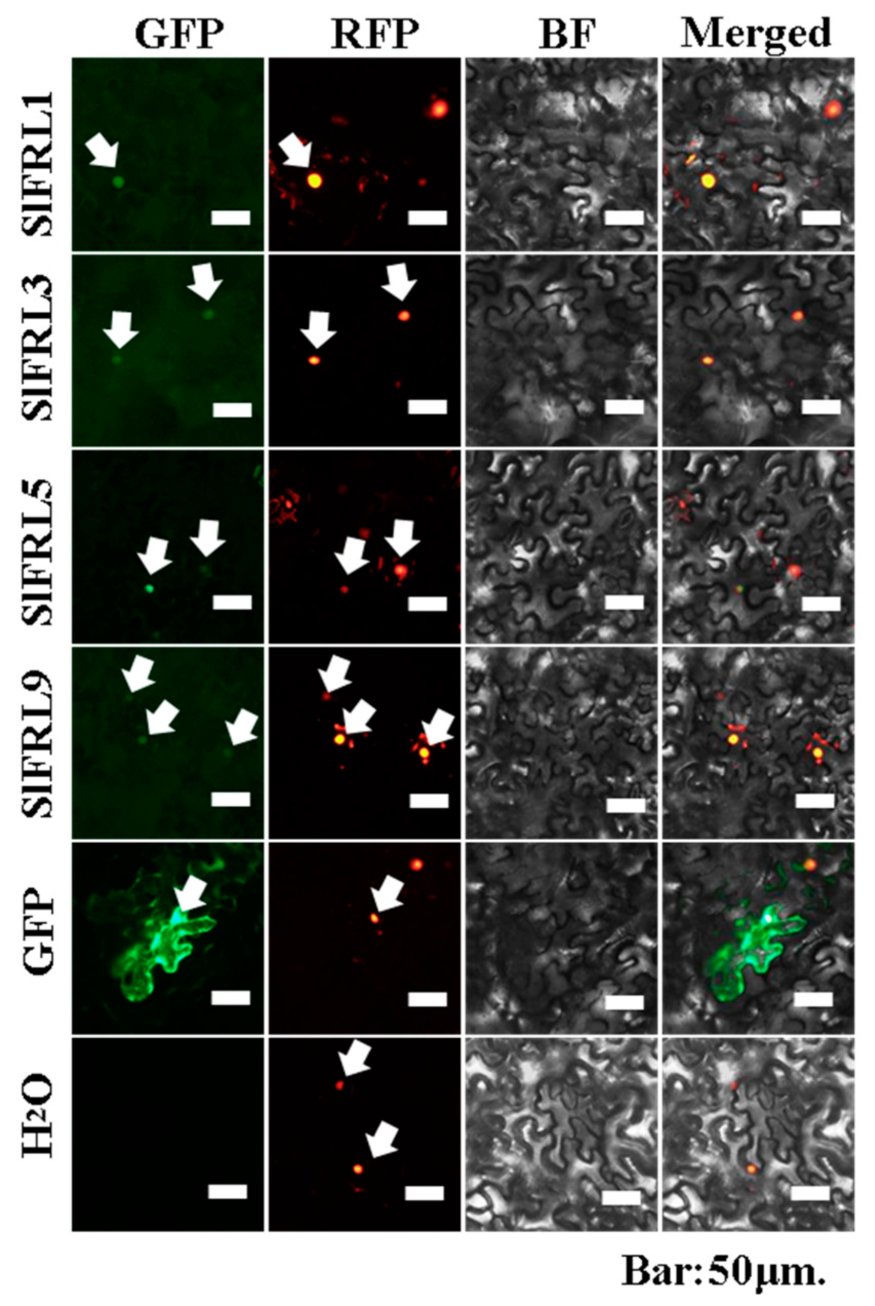 Ijms 23 11264 g005 Ijms 23 11264 g005