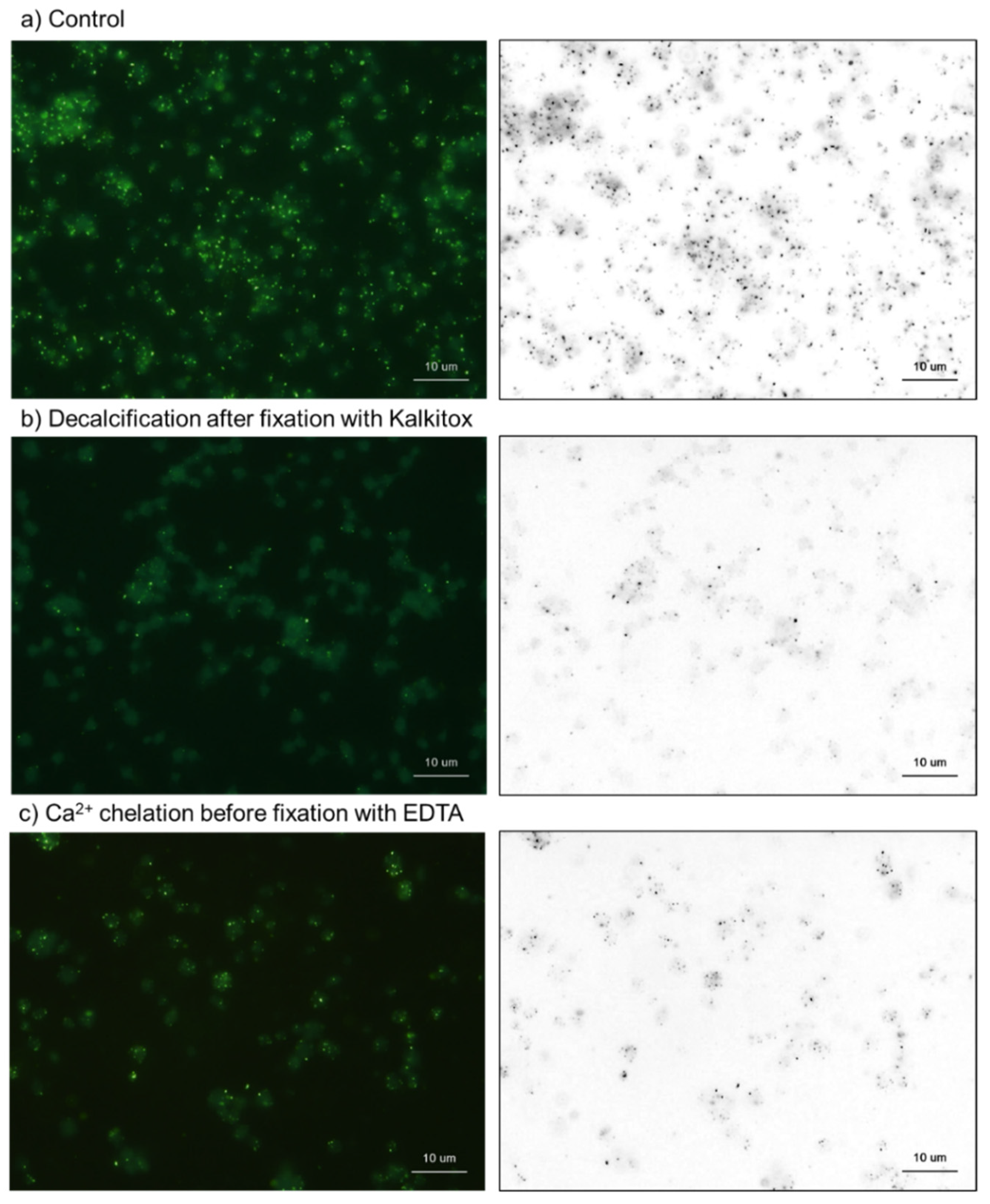 Ijms 23 11293 g007 550