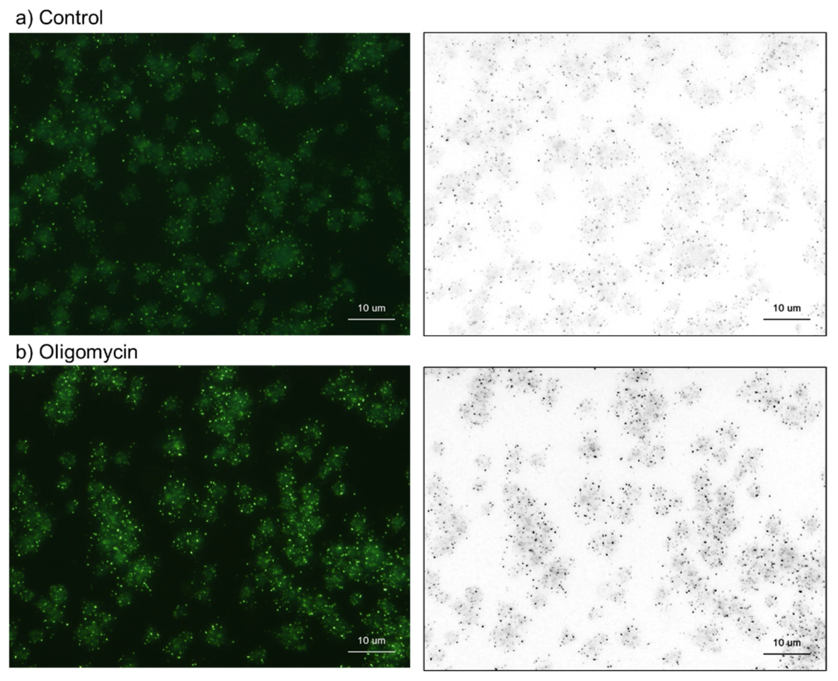 Ijms 23 11293 g009 550