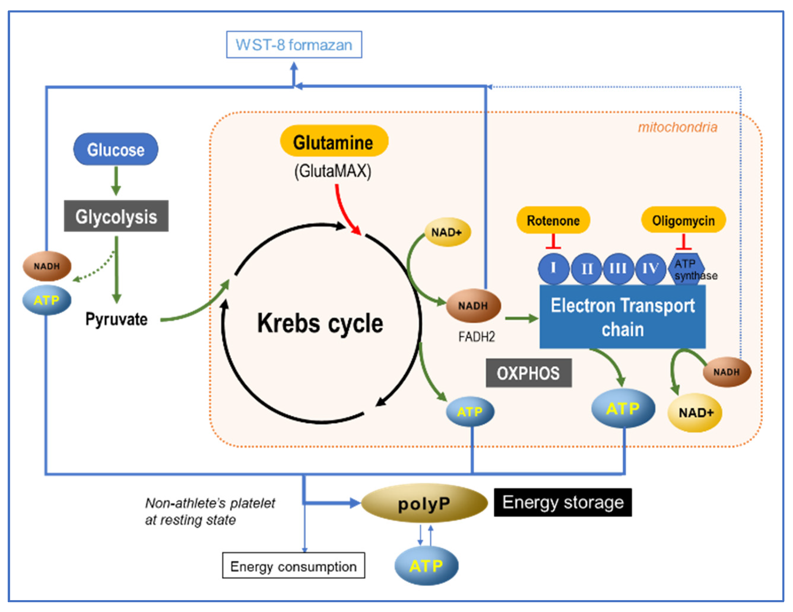 Ijms 23 11293 g012 550