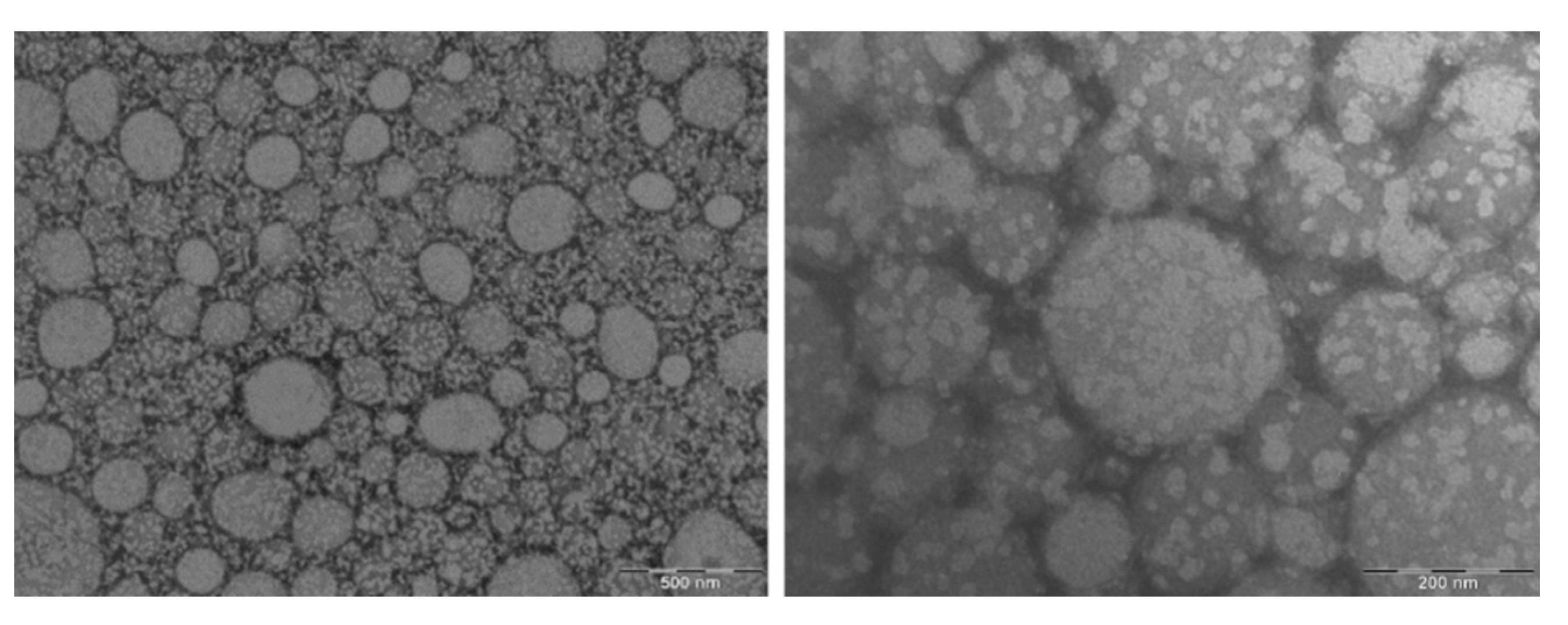 Ijms 23 11310 g006 550