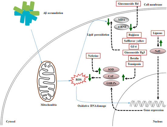 Identification of Uncaria rhynchophylla in the Potential