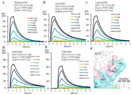 The Receptor Binding Domain of SARS-CoV-2 Lambda Variant Has a Better ...
