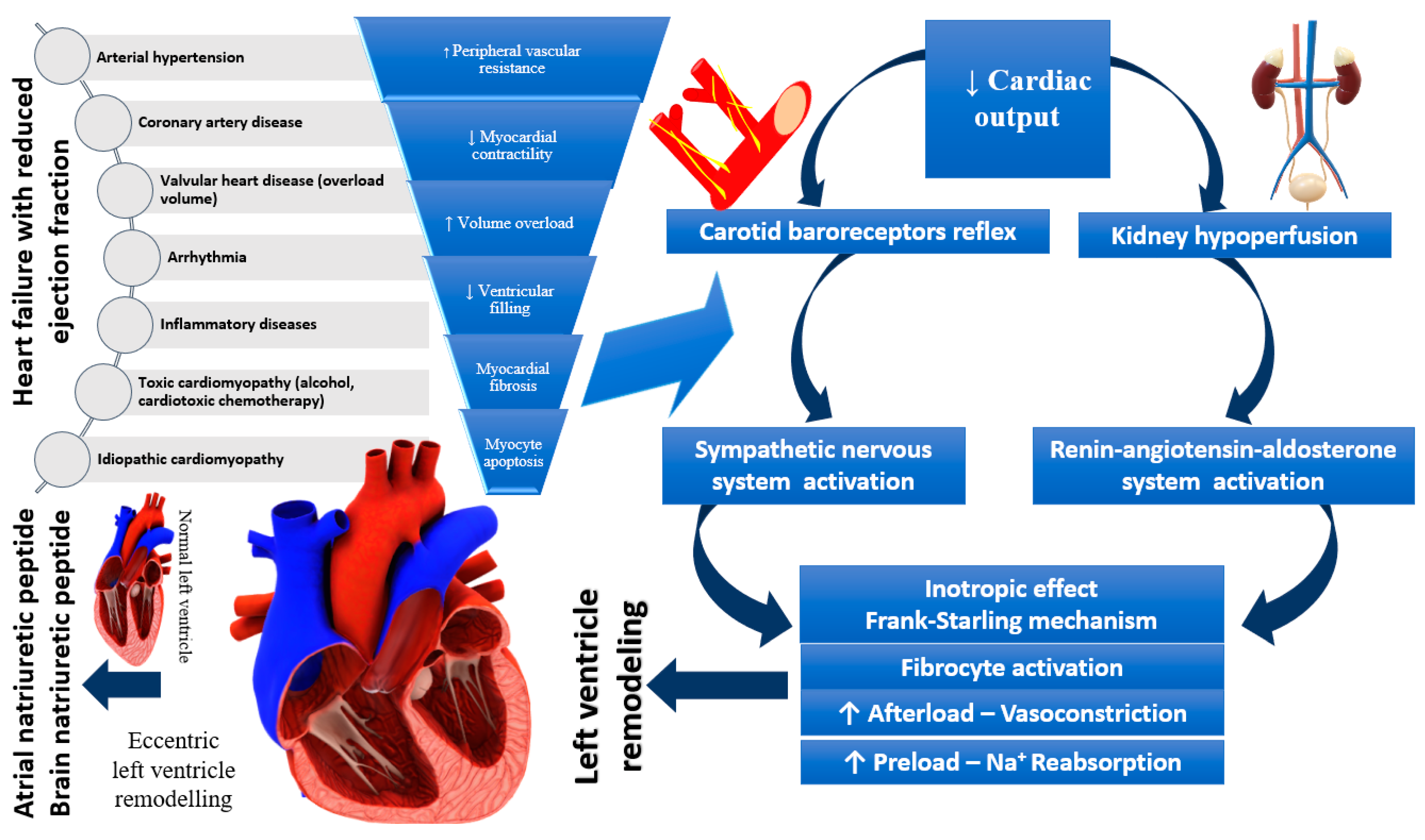 Ijms 23 11336 g001 Ijms 23 11336 g001