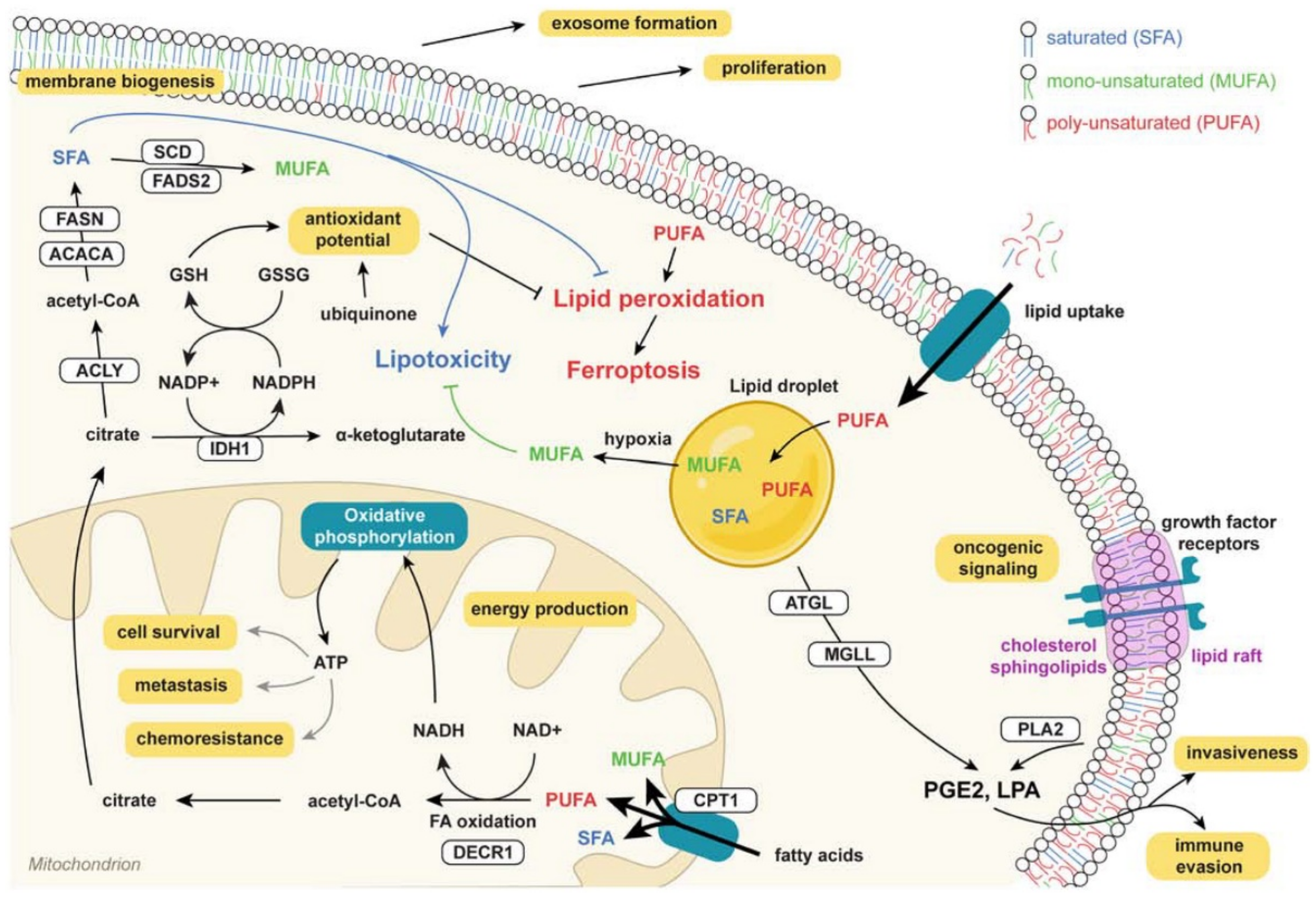 Ijms 23 11352 g003 Ijms 23 11352 g003