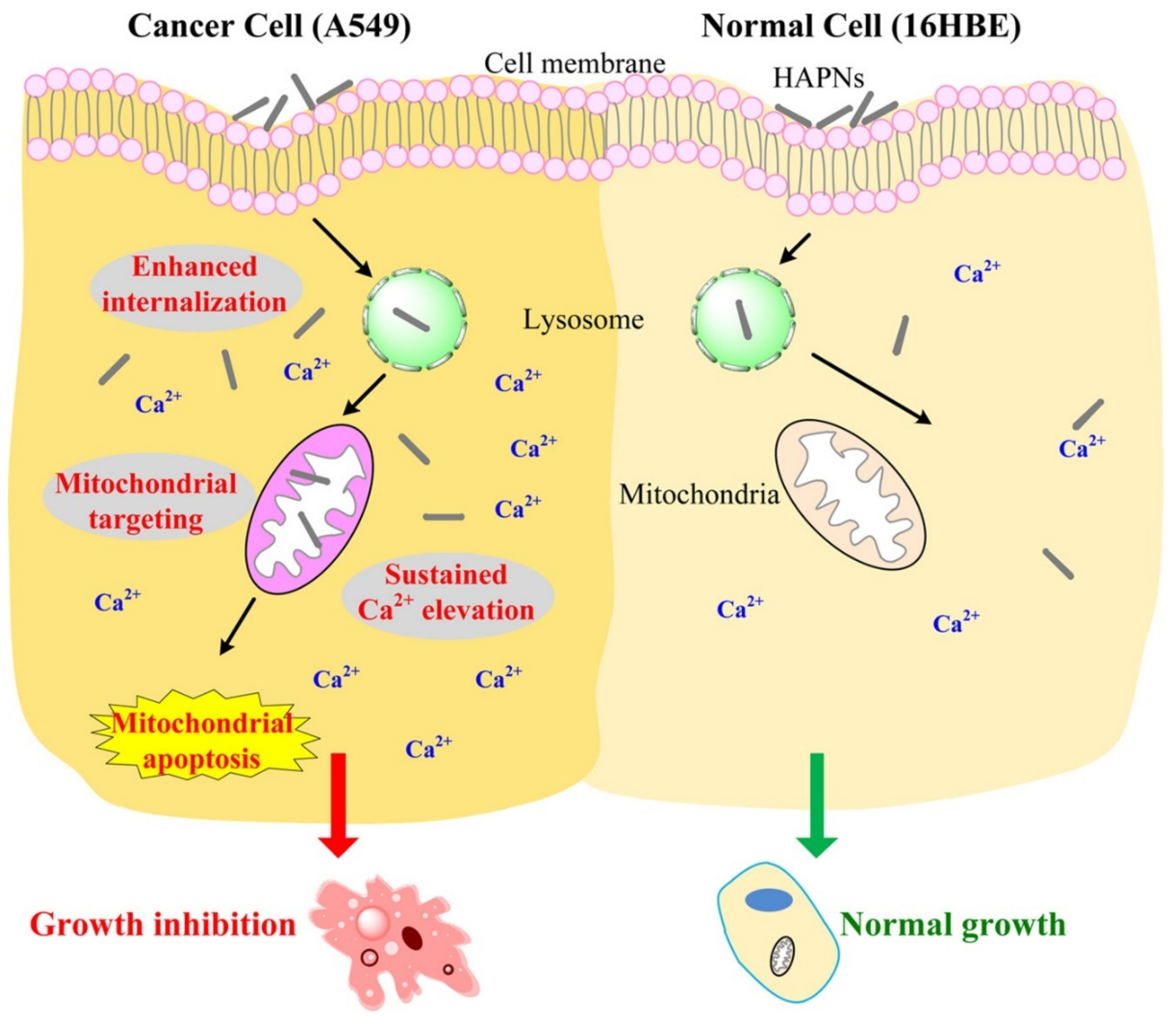 Ijms 23 11352 g004 Ijms 23 11352 g004