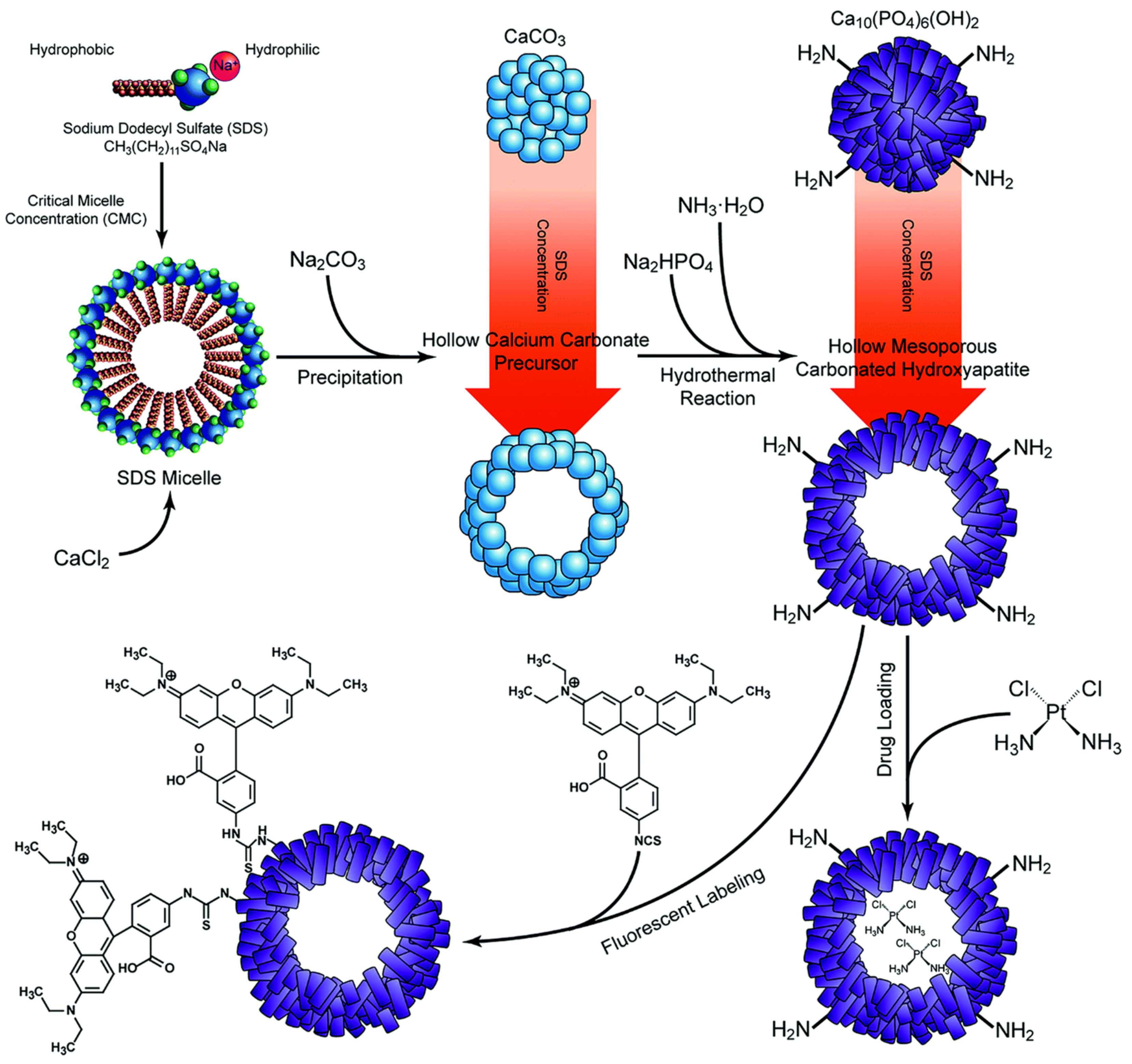 Ijms 23 11352 g009 Ijms 23 11352 g009