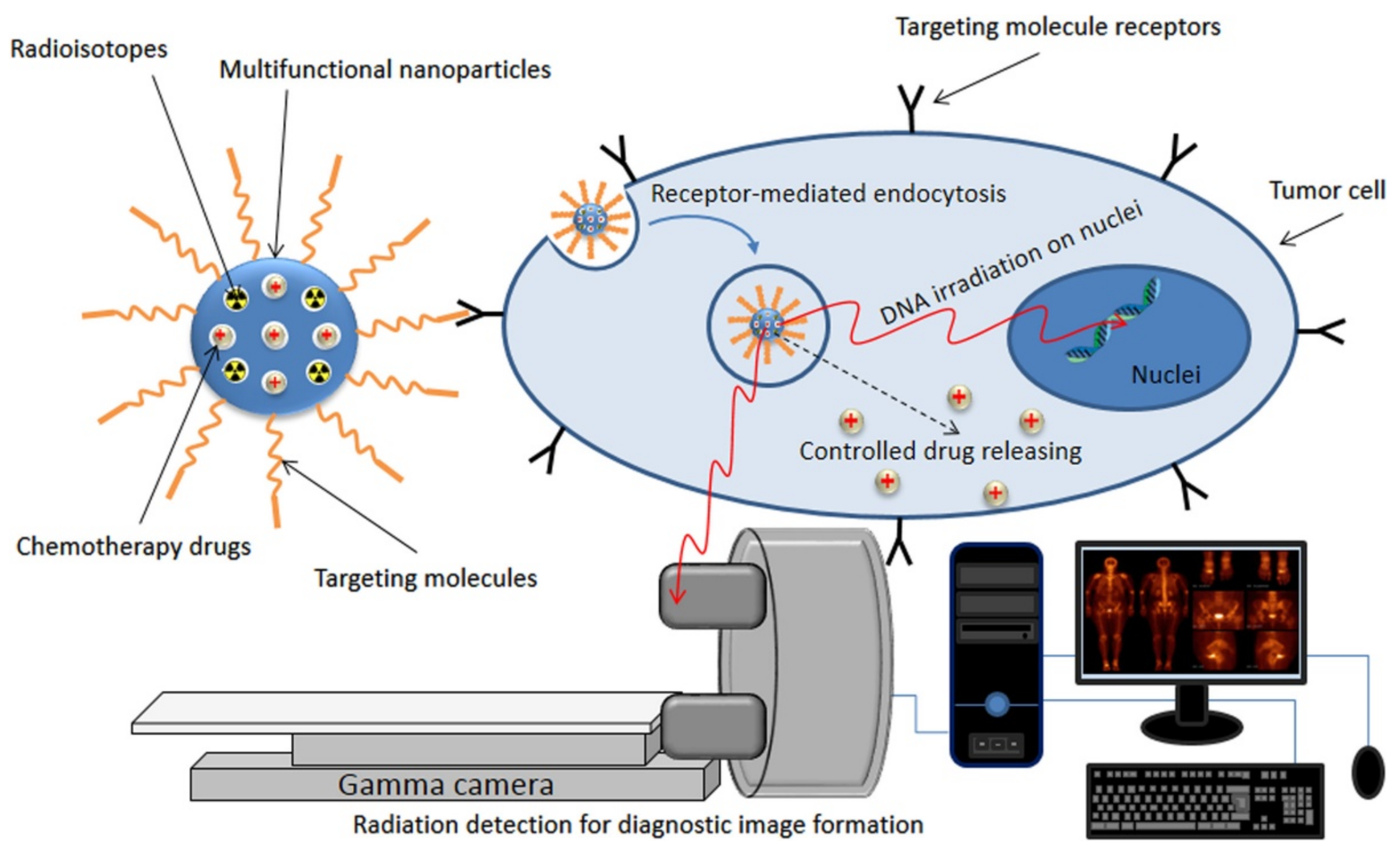 Ijms 23 11352 g013 Ijms 23 11352 g013