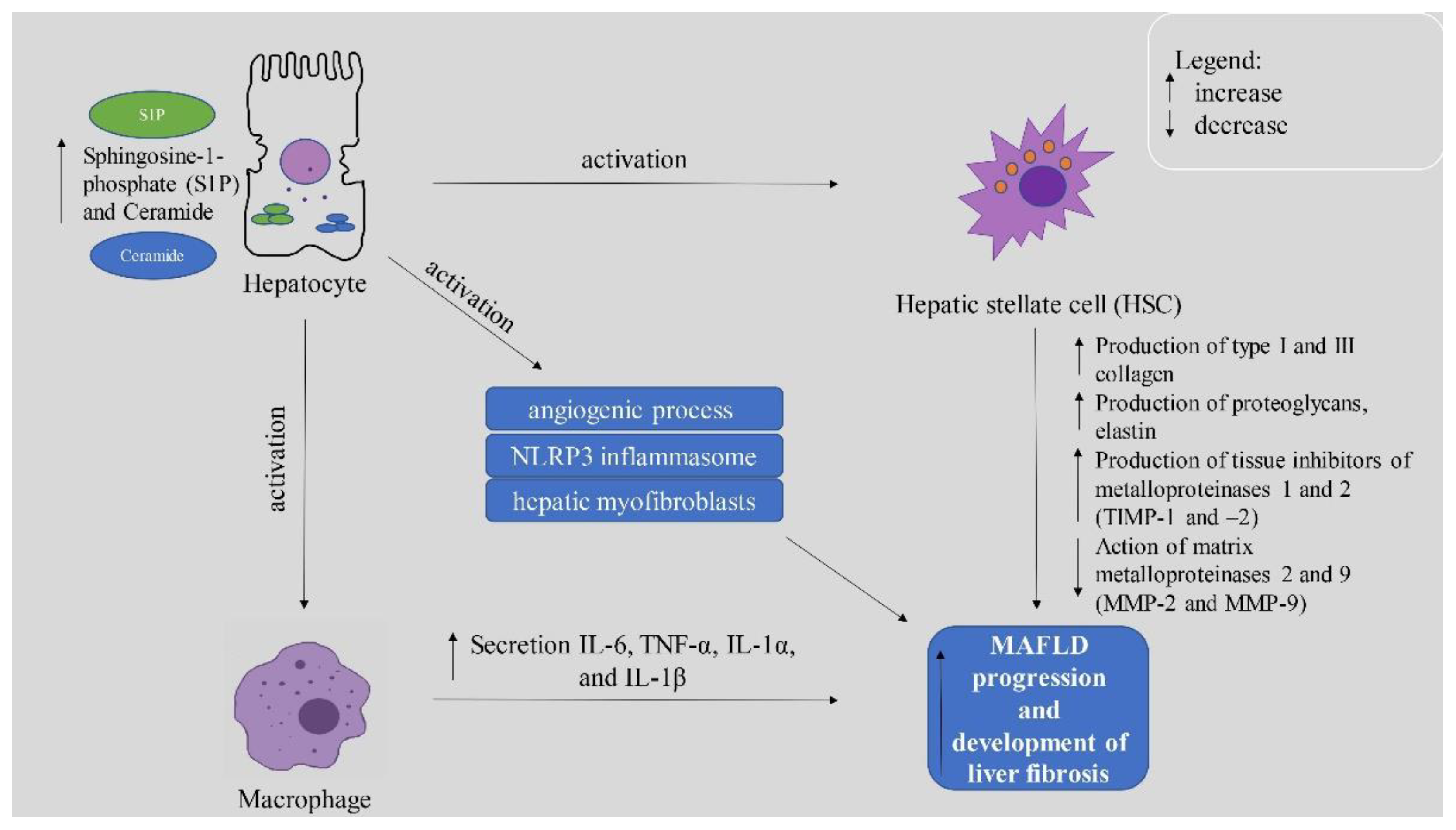 Ijms 23 11380 g002 Ijms 23 11380 g002
